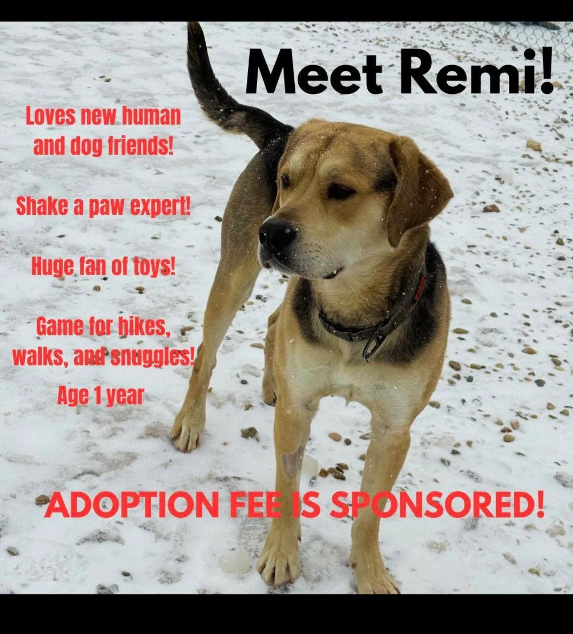 Meet Remi! 🐾💙🌳🧸

💙🐾💙He is a beautiful big good boy! Remi is approximately 1 year old and looking for his best buddies to go on adventures, have couch snuggles, and show off his expert paw shaking skills! He loves a good game with some toys, or