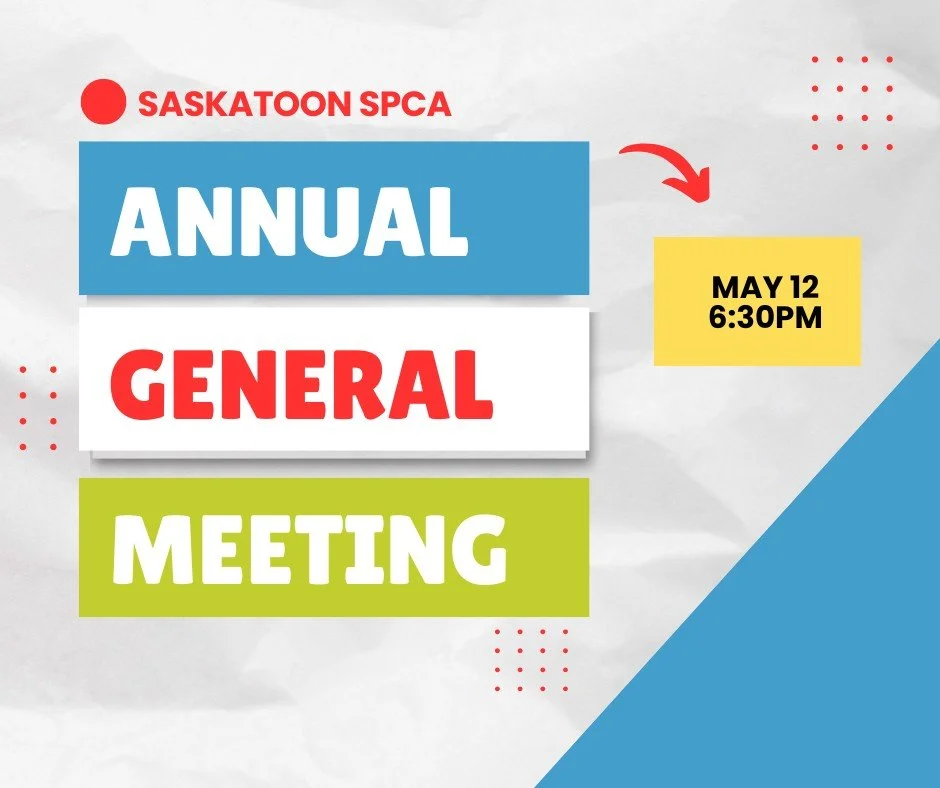 📣 Saskatoon SPCA AGM Announcement

Our Annual General Meeting is coming up, and we would love to see our members there.

🗓 May 12
🕡 6:30 pm
📍 Saskatoon SPCA &ndash; Community Room
2250 Hanselman Avenue (first door on the right)

This is your chan