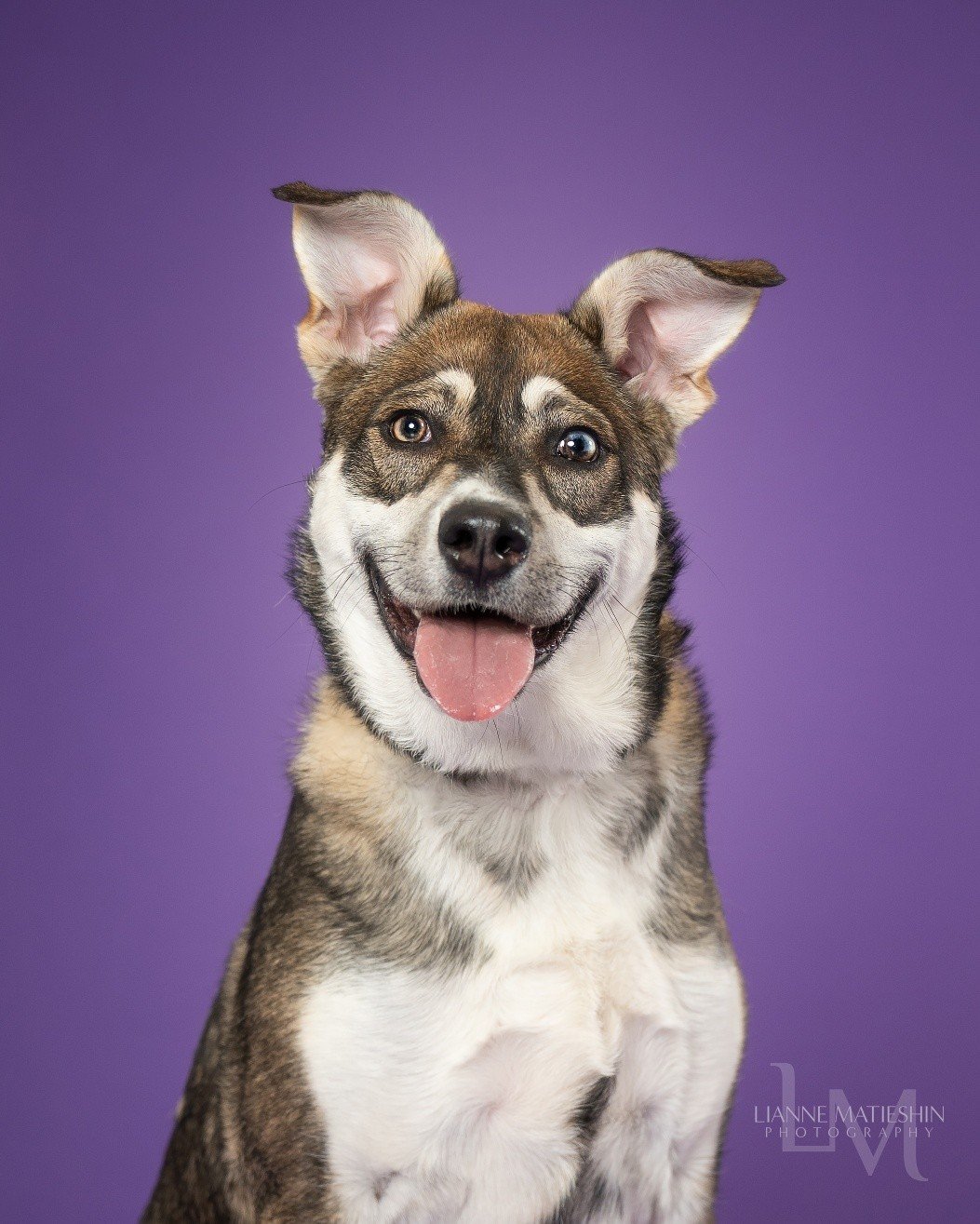 Meet Evie 💛

Evie is just a puppy. At 8 months old, she should be learning how to be a dog in a home&hellip; not growing up in a shelter.

She is in that tough teenage stage. Full of energy, big feelings, and not yet sure how to handle them. In a ho