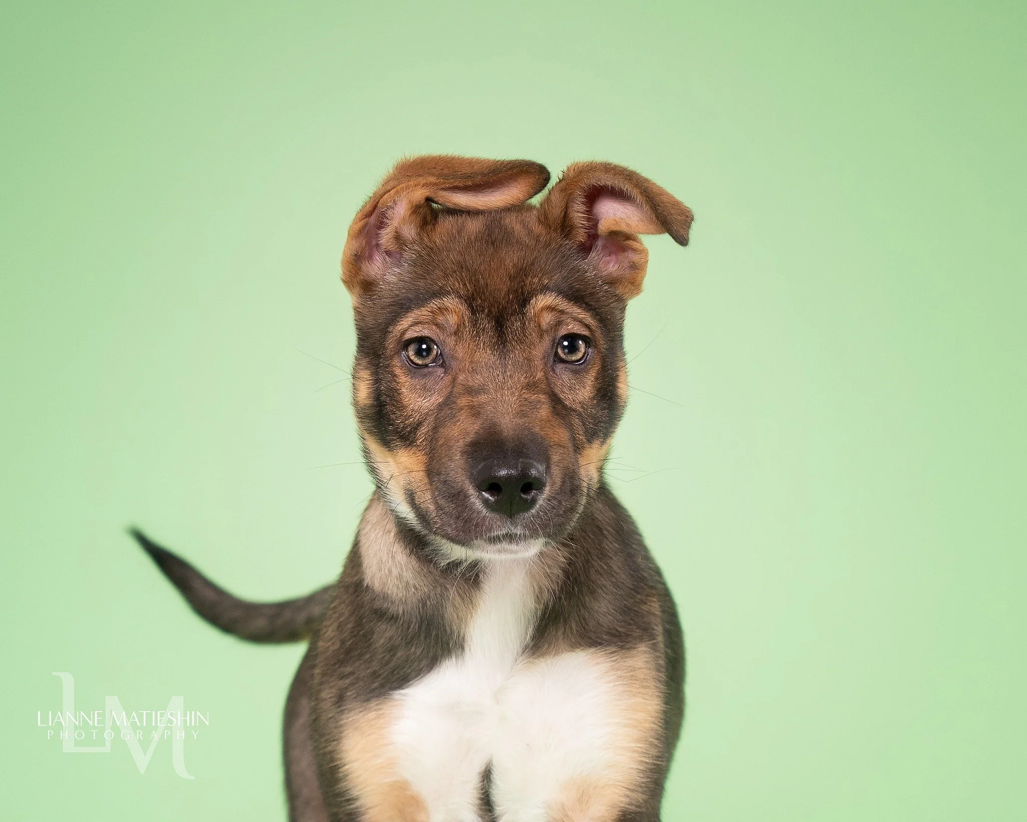 These two should be in a home by now.

Shamrock and Dublin are the last of our St. Patrick&rsquo;s Day puppies, and instead of learning how to be dogs in a home, they are growing up in a shelter. That is never what we want for puppies.

They are both