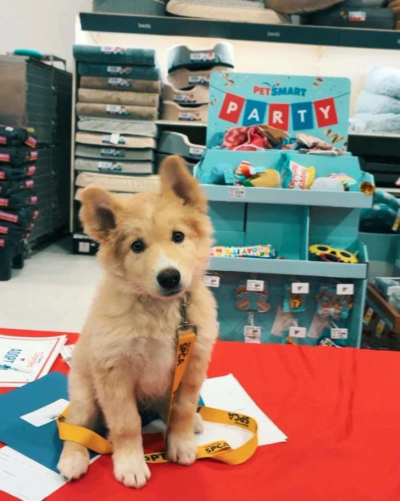 ❤️🐾🧸HI! We&rsquo;re Faye and Sable! We are both just over 2 months old, cute as a button, loving life and hanging out at Petsmart in Preston Crossing today from 1-4pm in search of Fur-Ever families! Come for a snuggle and say hello!! #Saskatoonspca