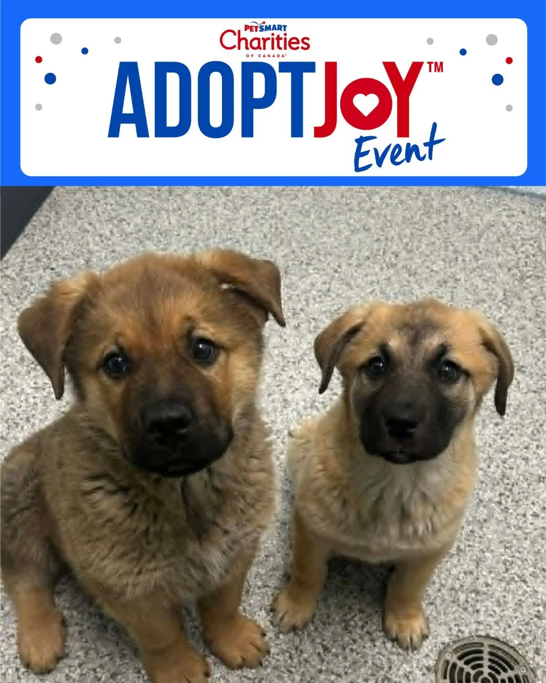 Adopt Joy is happening this Saturday! 🐾

Join us at PetSmart Meadows Market from 12:00pm to 4:00pm for a special Adopt Joy adoption event.

We&rsquo;ll have adoptable dogs and puppies on site, including sweet pups like Cubby and Dot (pictured), all 