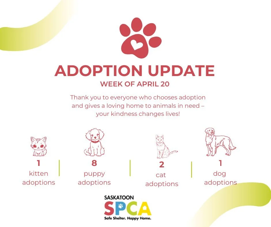 🐾 Adoption Update Monday 🐾

For the week of April 20, 3 cats and 9 dogs found their way home. That&rsquo;s 12 animals starting fresh with families who chose them. 💛

Some weeks are bigger than others, but every single adoption matters. Each one me