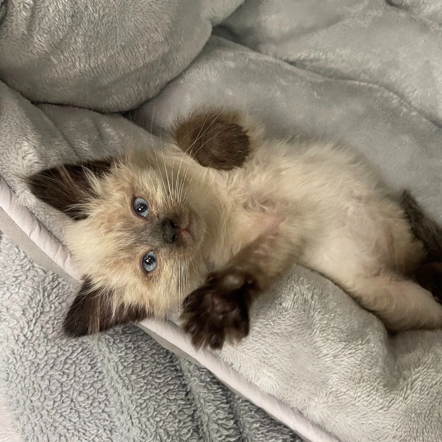 It&rsquo;s Wishlist Wednesday, and we need your help. Kitten season is in full swing at the Saskatoon SPCA, and we currently have several litters of kittens in our care, with more arriving regularly. Right now, our shelves are running dangerously low