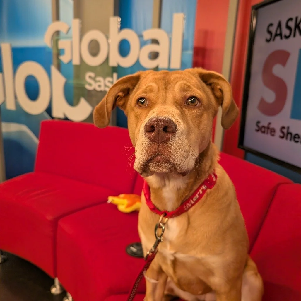 How is Liz still waiting? 💔

Liz is only 7 months old.

She&rsquo;s sweet, polite, goofy, affectionate, and everything people usually say they want in a puppy. She already knows how to sit and shake a paw, greets people beautifully, and loves everyo