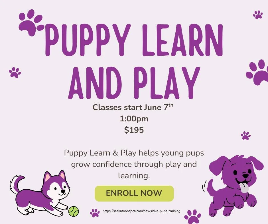 🐾 New Pawsitive Pups classes are starting soon at the Saskatoon SPCA! 🐾

Whether you have a brand-new puppy, a busy teenage dog, or you&rsquo;re looking for a fun new activity to do together, we&rsquo;ve got a class for you.

✨ Puppy Learn &amp; Pl