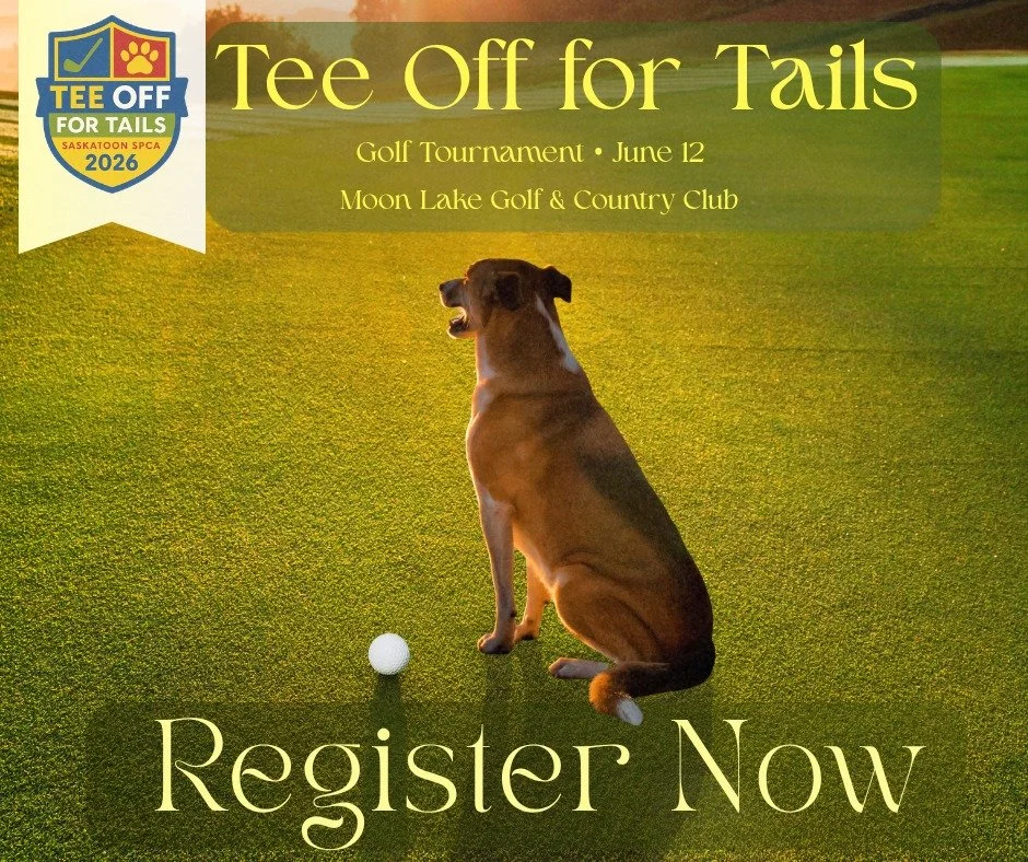 ⛳️ One week left to register for Tee Off for Tails in support of Saskatoon SPCA! 🐾

Grab your team, hit the course, and help support animals in need while enjoying a great day of golf, fun, and prizes.

Don&rsquo;t wait &mdash; spots are filling fas