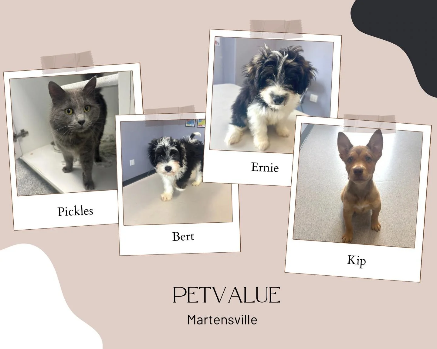 Come see these cute faces at pet value Martnesville 1-4 pm today! 

Bert &amp; Ernie - poodle mix male puppies straight from Sesame Street ready to find their forever homes, may be a bit shy at first but they are super sweet and ready for patient fam