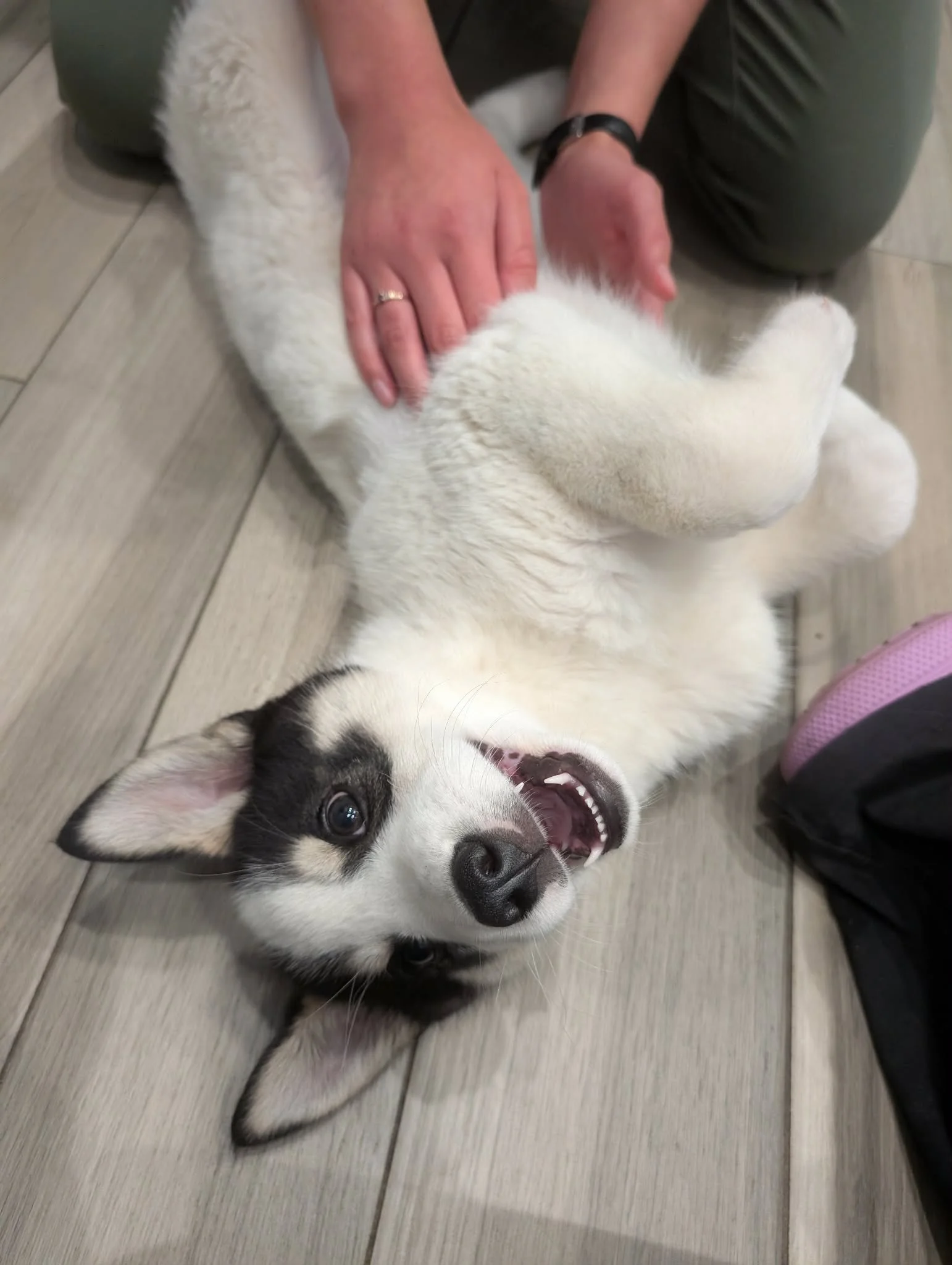 Lucky's Update: One Paw at a Time