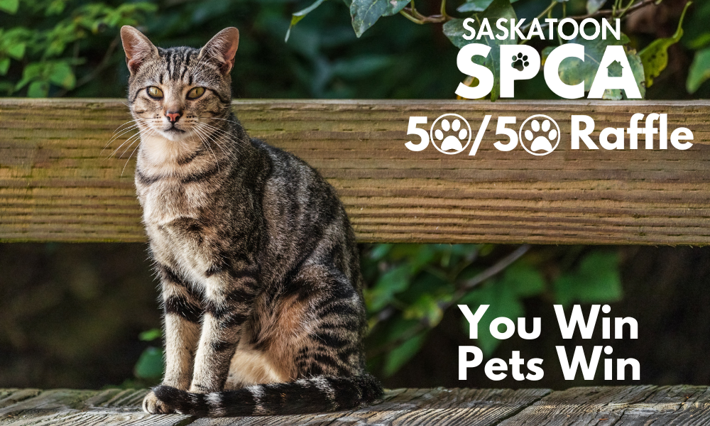 Saskatoon SPCA September 2026 50/50 Raffle: Win Cash While Helping Local Animals