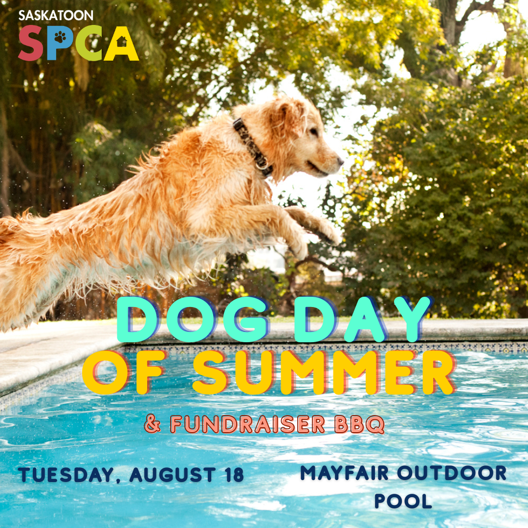 Dog Day of Summer