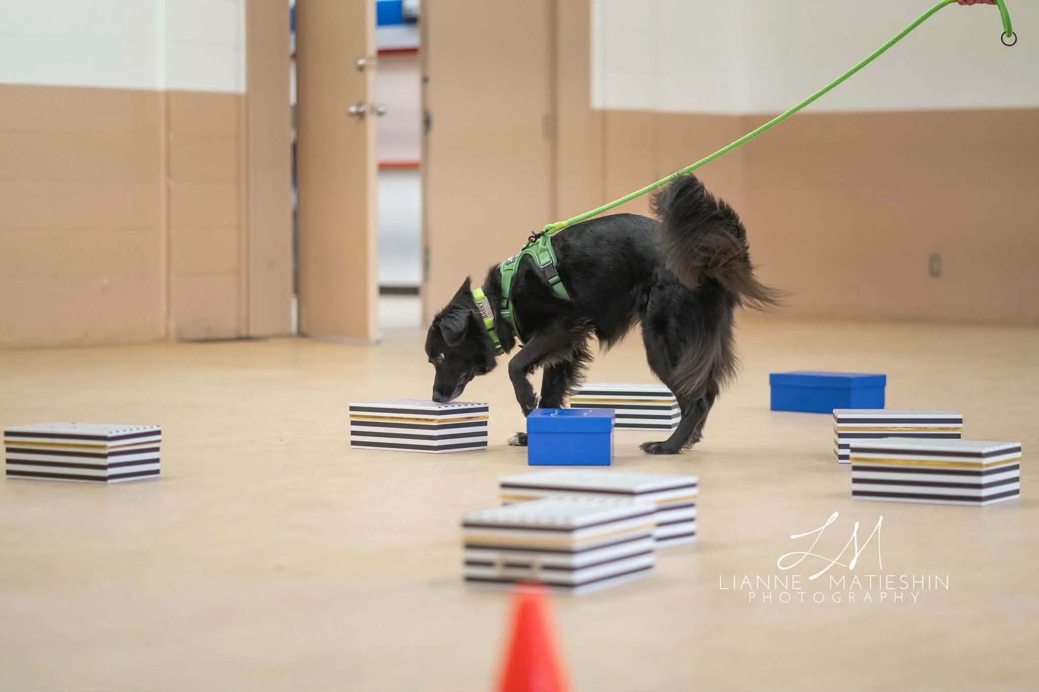 Introduction to Nosework