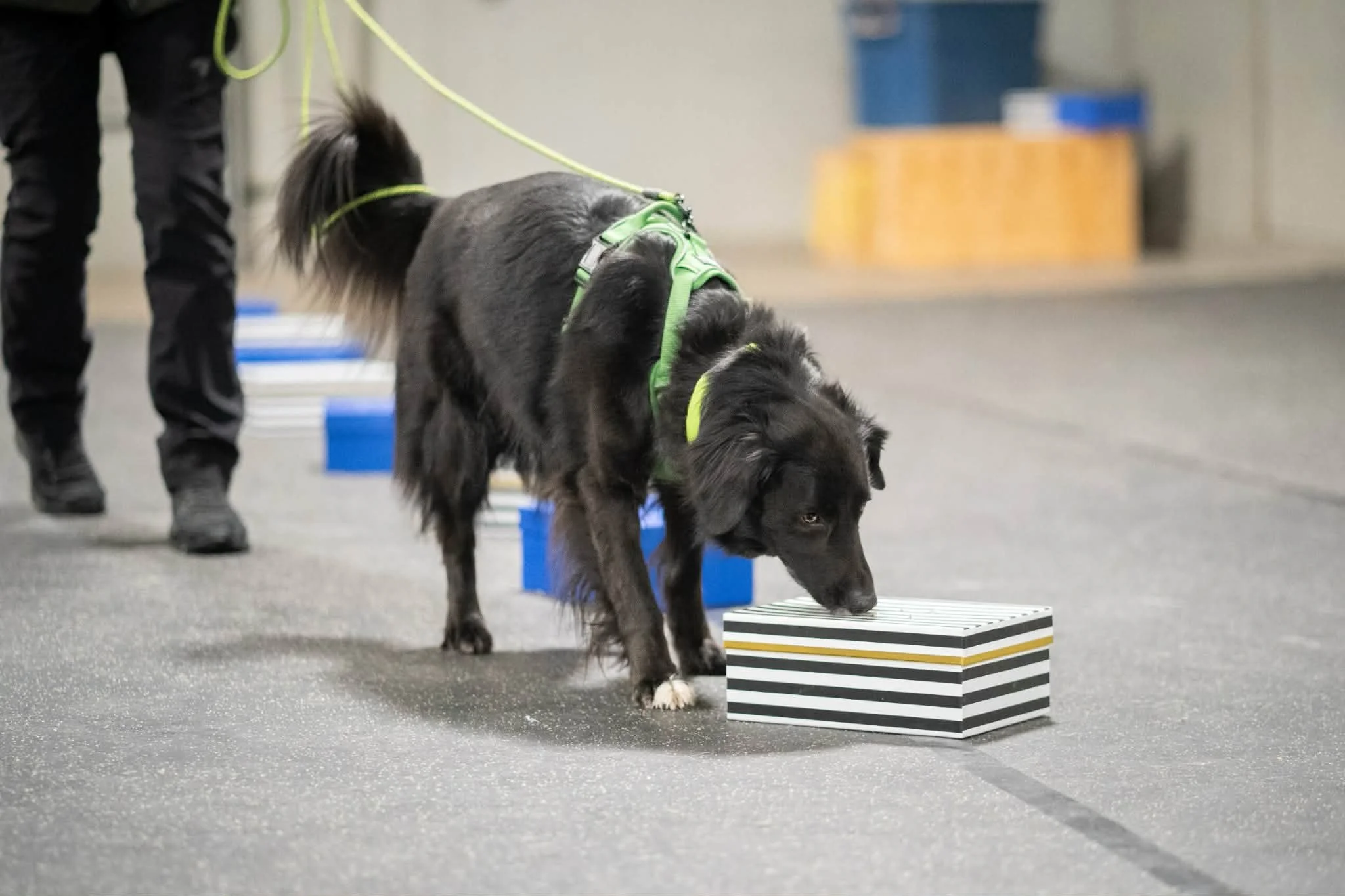 Beginner Nosework Seminar