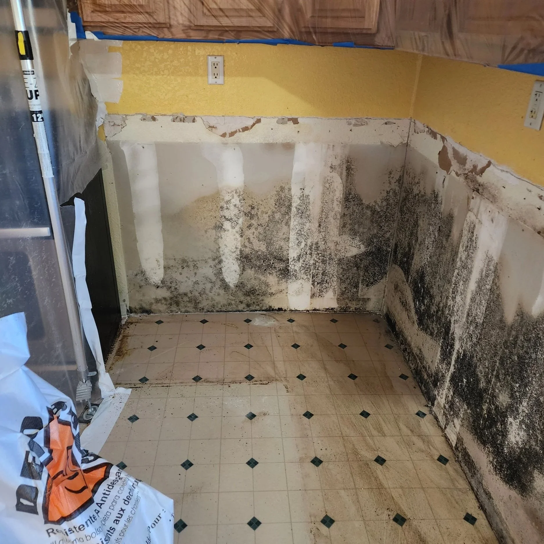Understanding Black Mold vs. Common Household Mold