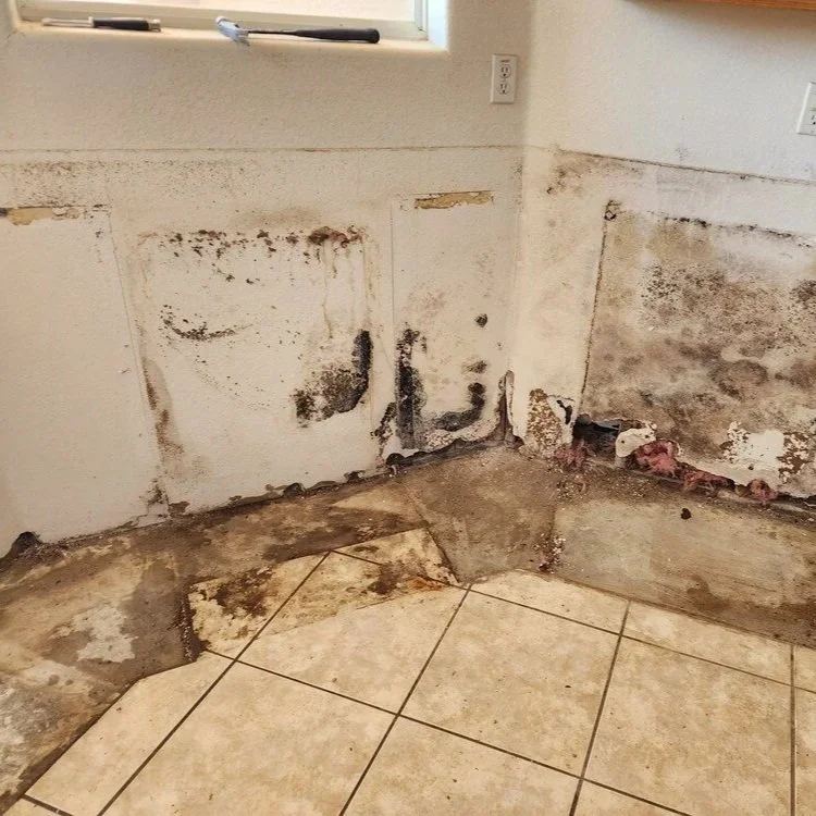 Explaining the Relationship Between Humidity and Mold in Arizona Homes