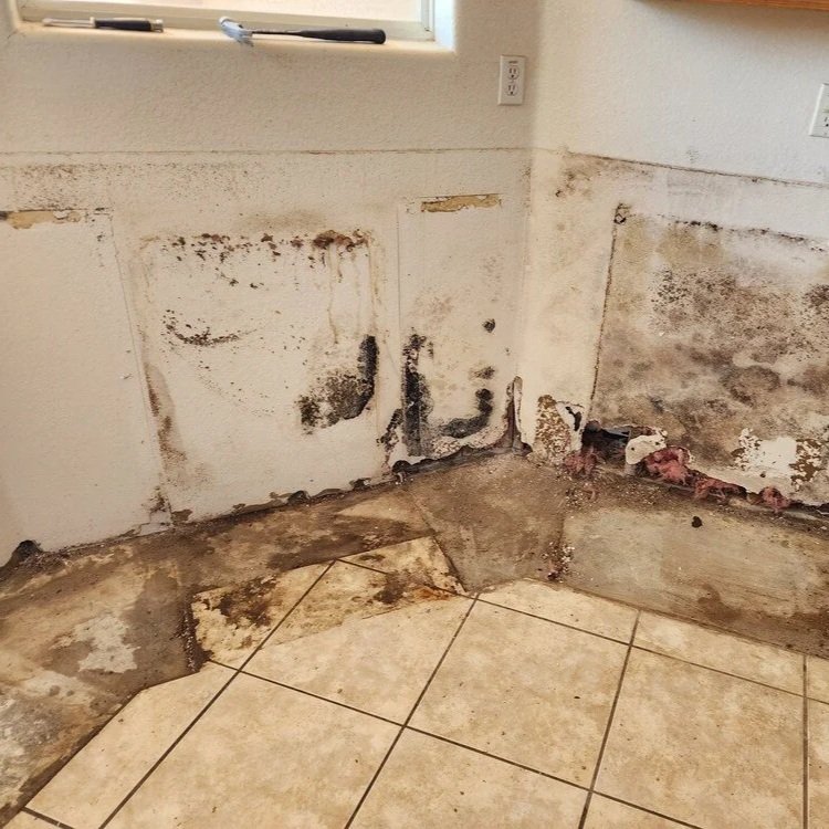 Microscopic view of mold spores spreading on a damp interior wall surface, highlighting the hidden moisture risks in Arizona homes.