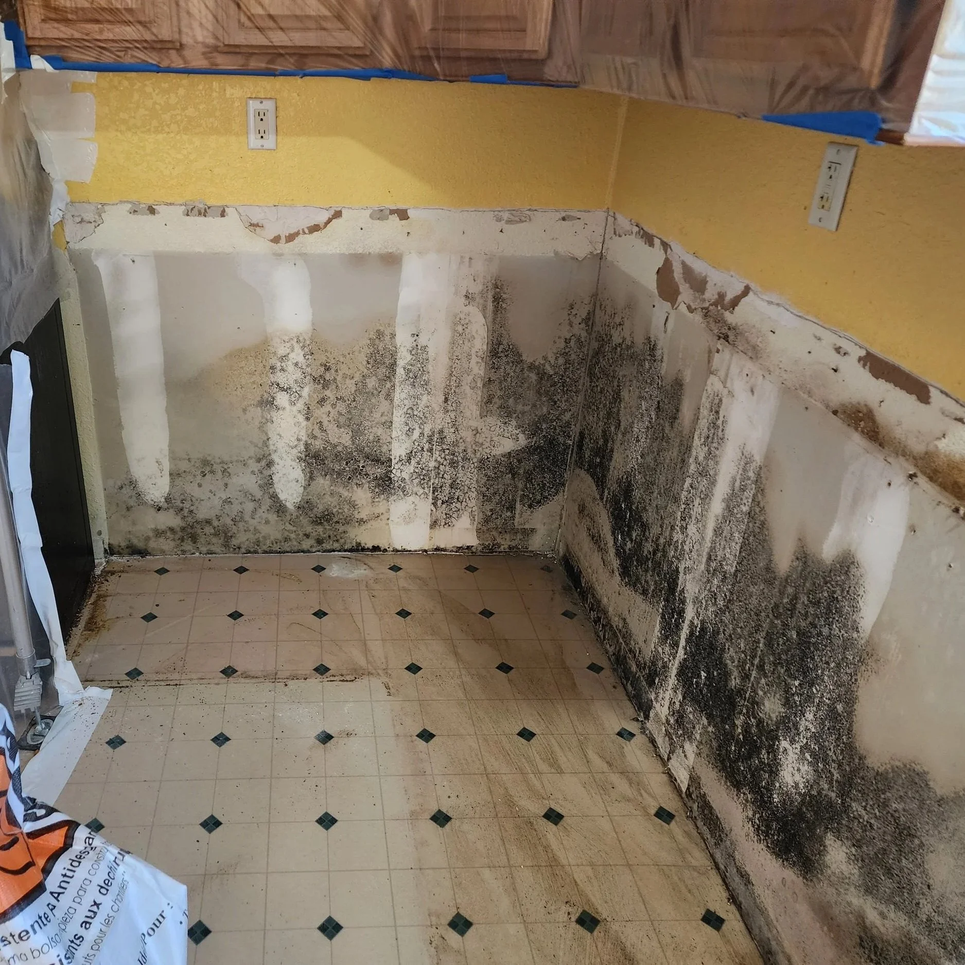 Explaining Mold Allergy Symptoms in Arizona Residents