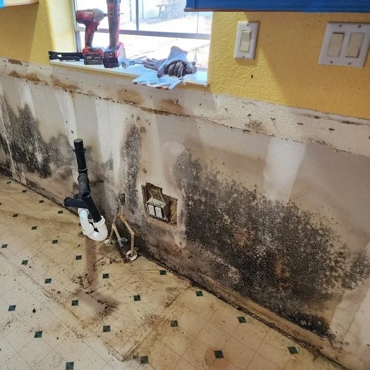 How To Prepare Your Home for Mold Remediation Services