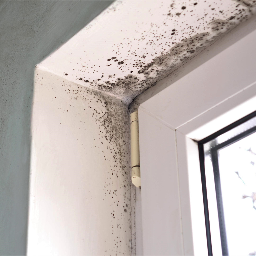 Microscopic view of mold spores on a drywall surface inside a Goodyear, Arizona home, highlighting indoor humidity and growth.