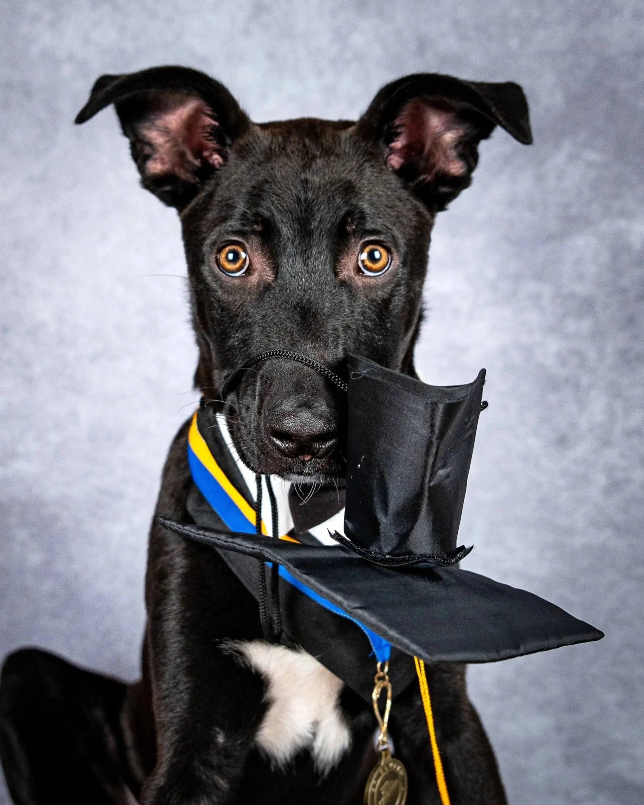 A black dog with bright eyes wearing a medal, holding a graduation cap in its mouth.