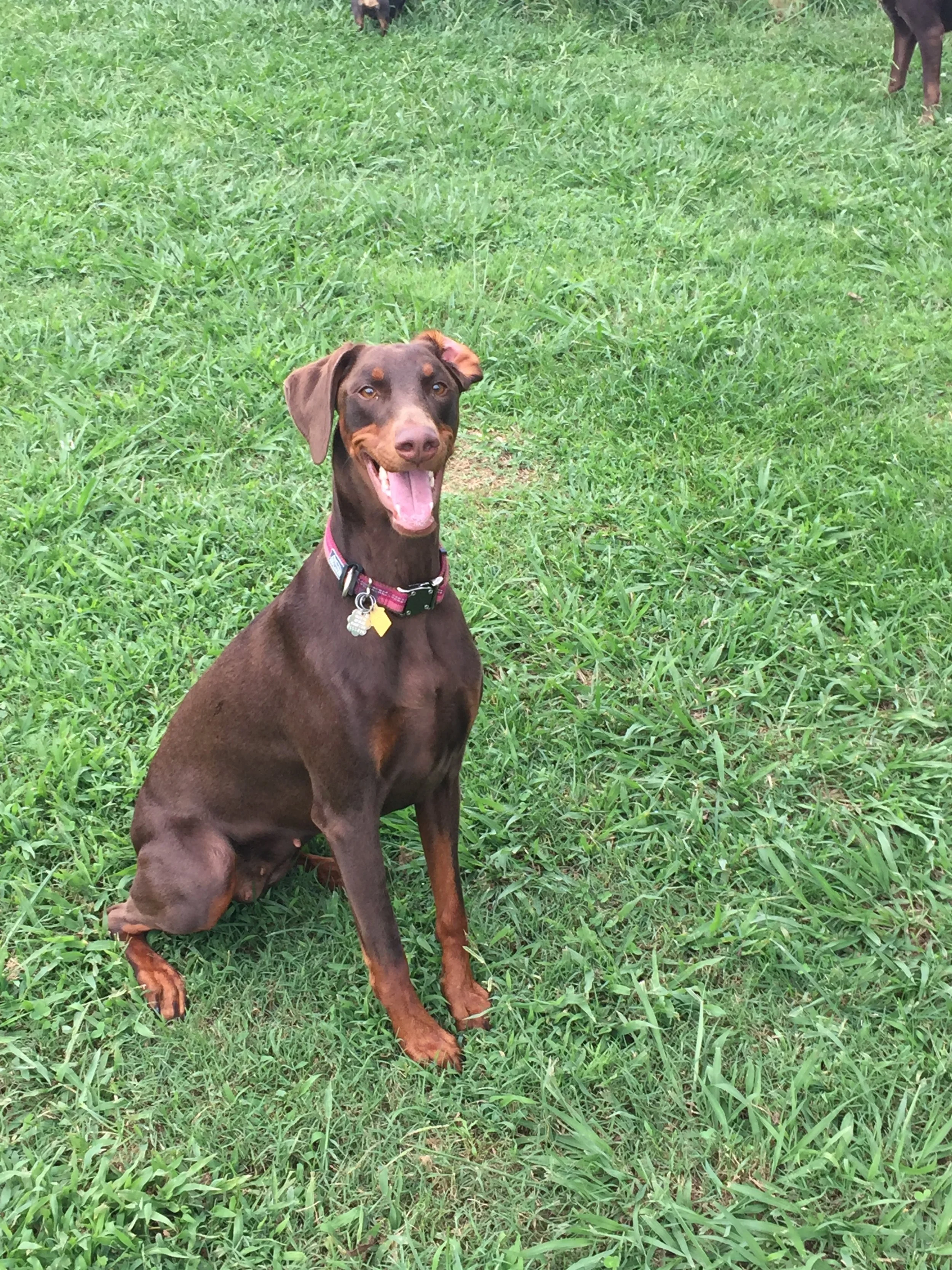 A happy brown and tan dog sitting on green grass.