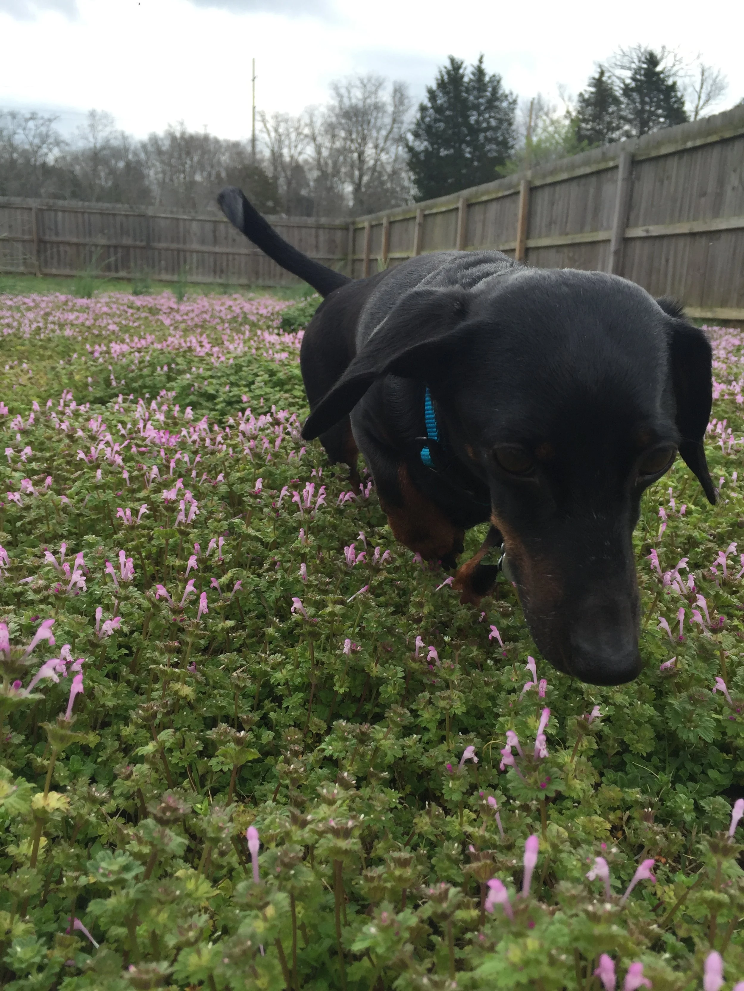 A black dog with a blue collar sniffing pink and purple flowers in a backyard garden with a fence and trees in the background.
