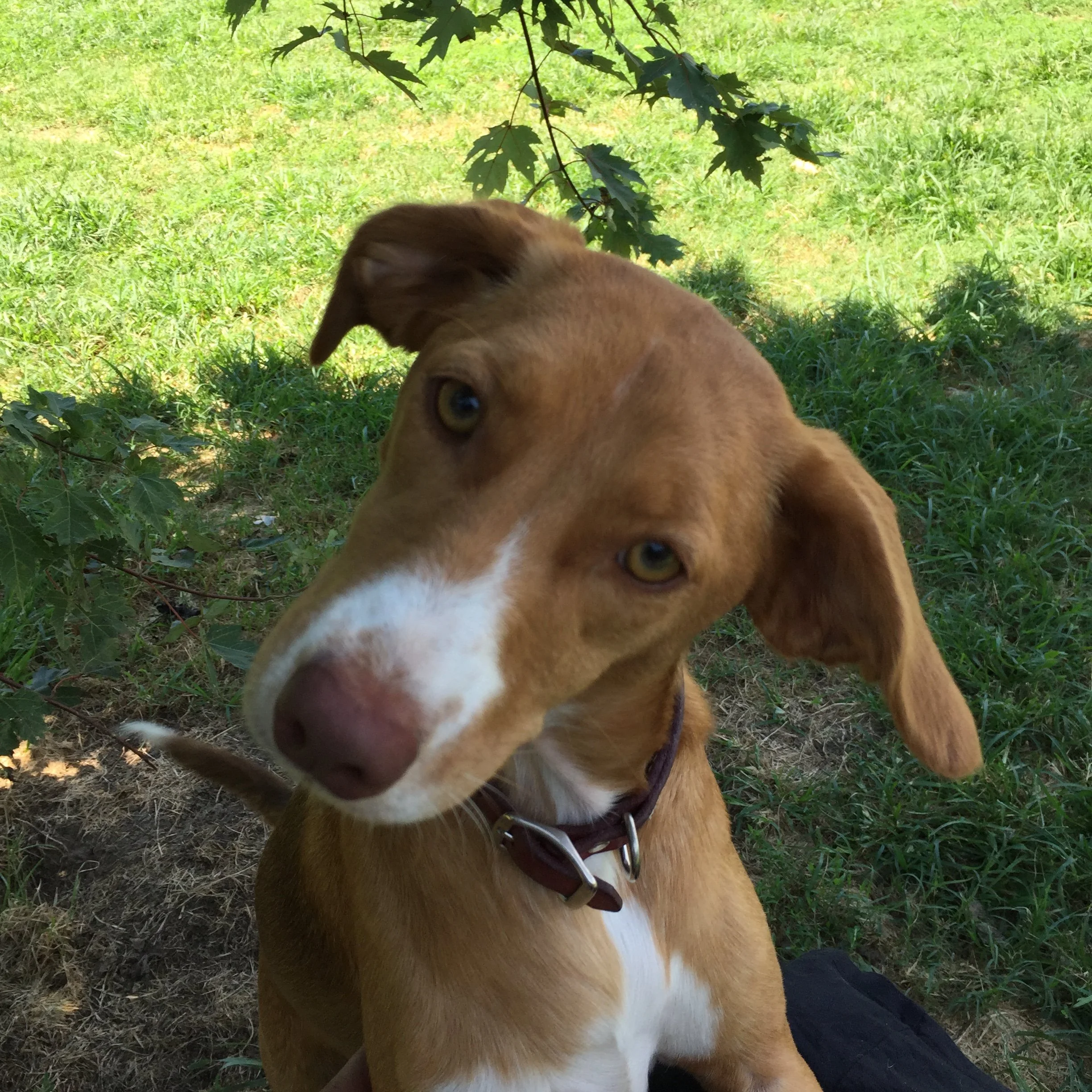 A brown dog with white markings on its face and chest, looking up at the camera, sitting outdoors under a tree with green grass in the background.