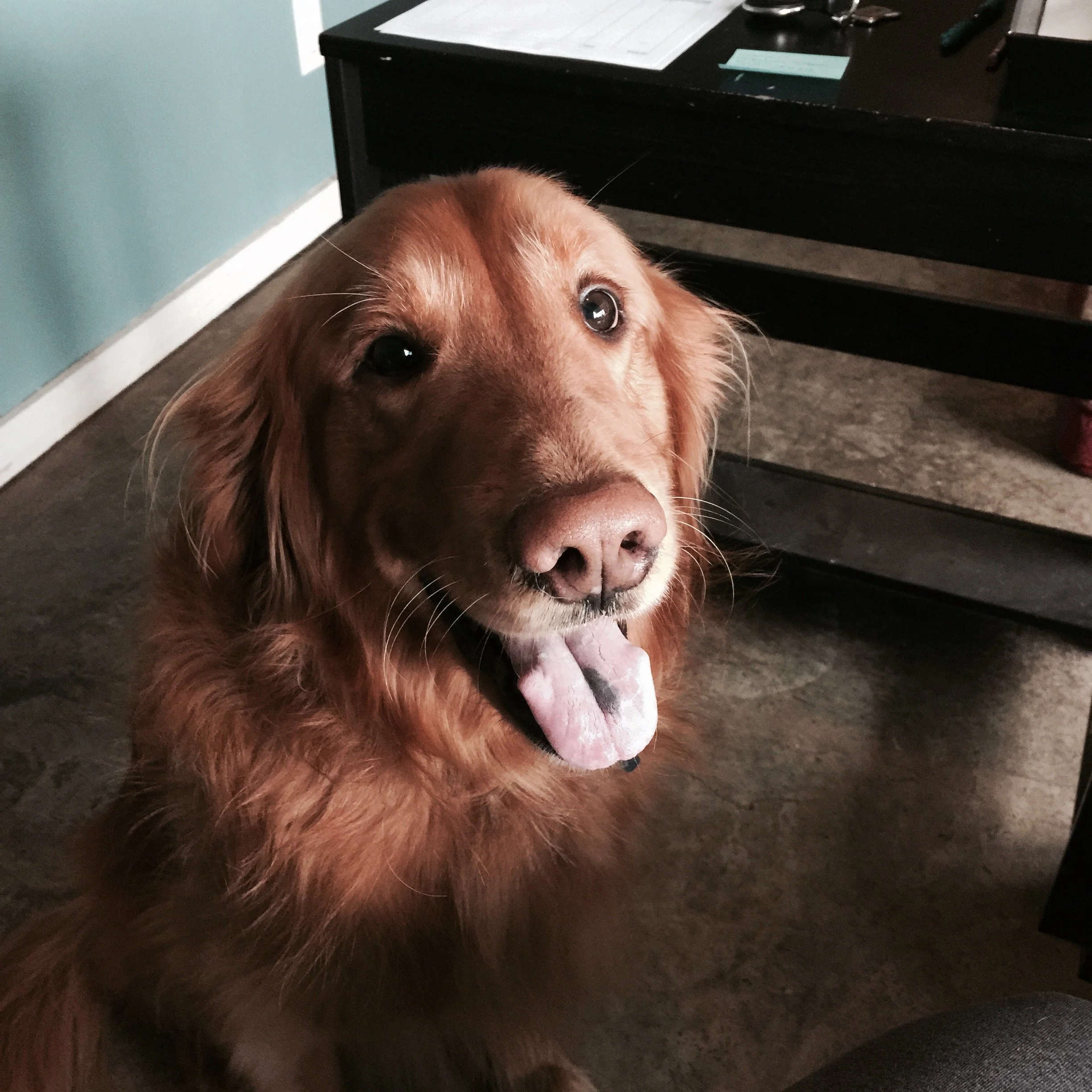 A happy golden retriever with a slightly open mouth, sitting indoors near a black table.