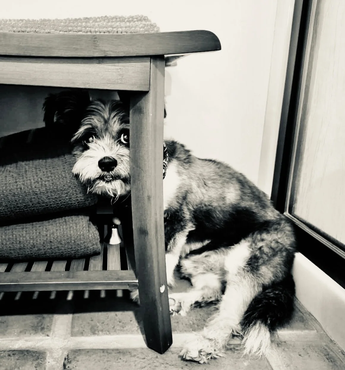 Truman needs a moment to himself! #dogs #puppylove  #aninalsofinstagram
