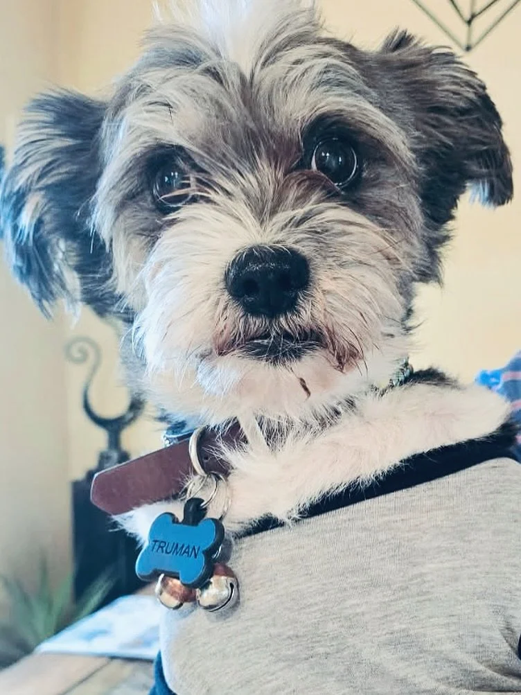 This is 15!!! Truman we love you- even with your Christmas balls on!! #animals  #rescueadog #love