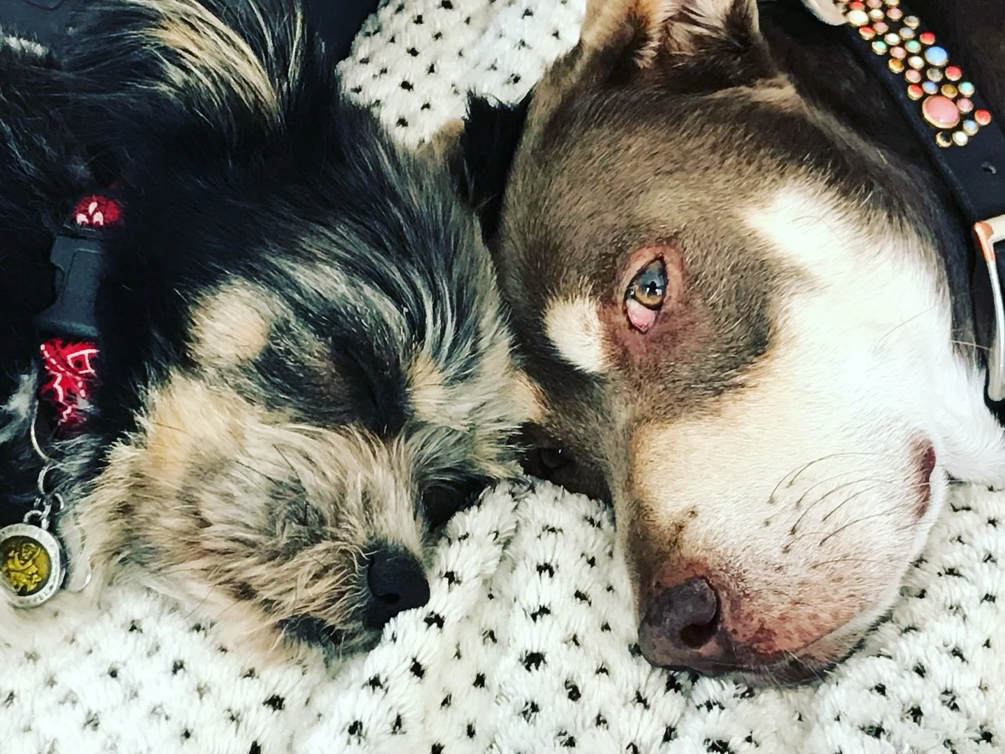 Truman left us on Sunday and Simon on a Thursday. They were bonded and came here for a set amount of time to remind us and me to slow down and enjoy the ride. 🌹🌹🙏🙏🐕🐶 miss you / hard to say goodbye.