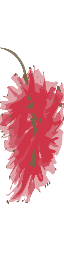 Pink and red callistemon flower with green stem