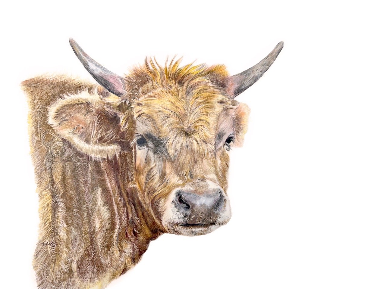 MN044 Flamborough Cow