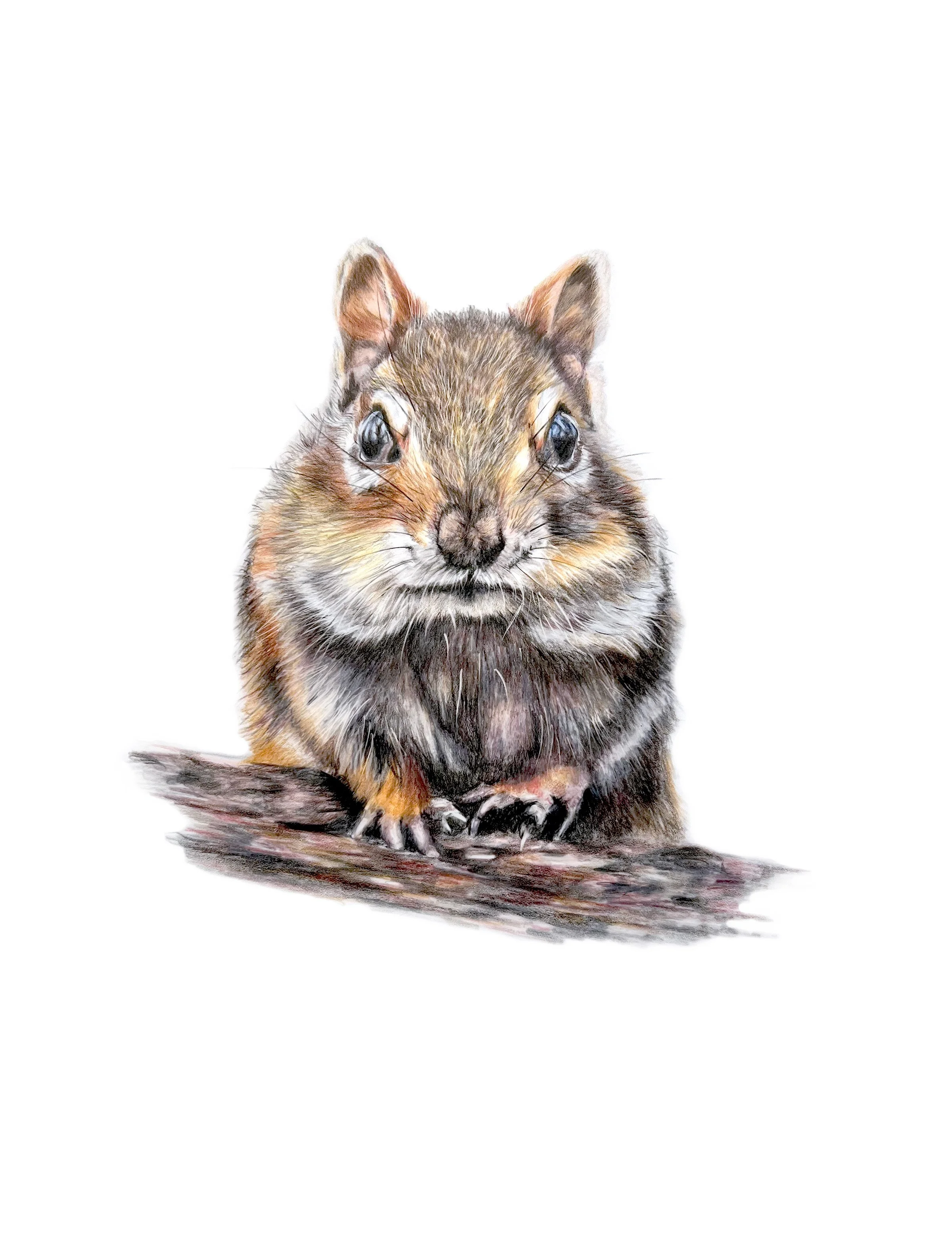 Card - Chipmunk MN008