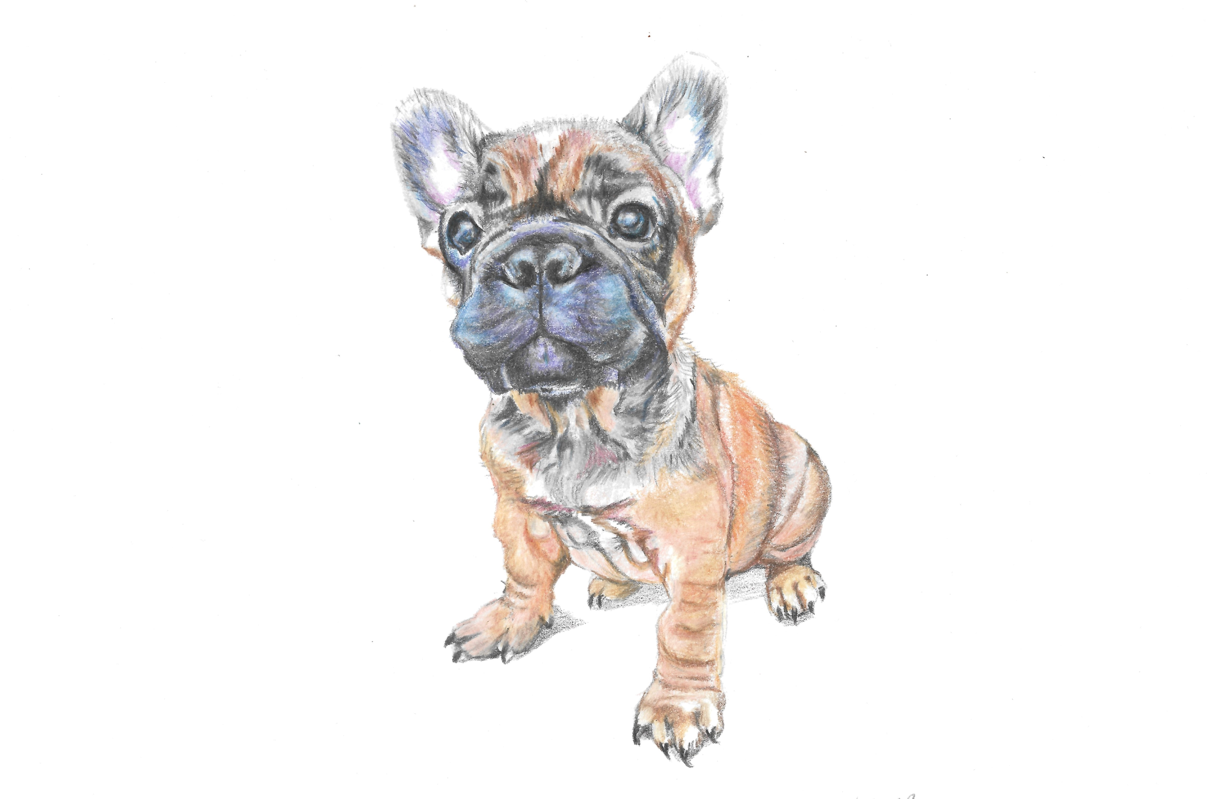 Frenchie puppy.png