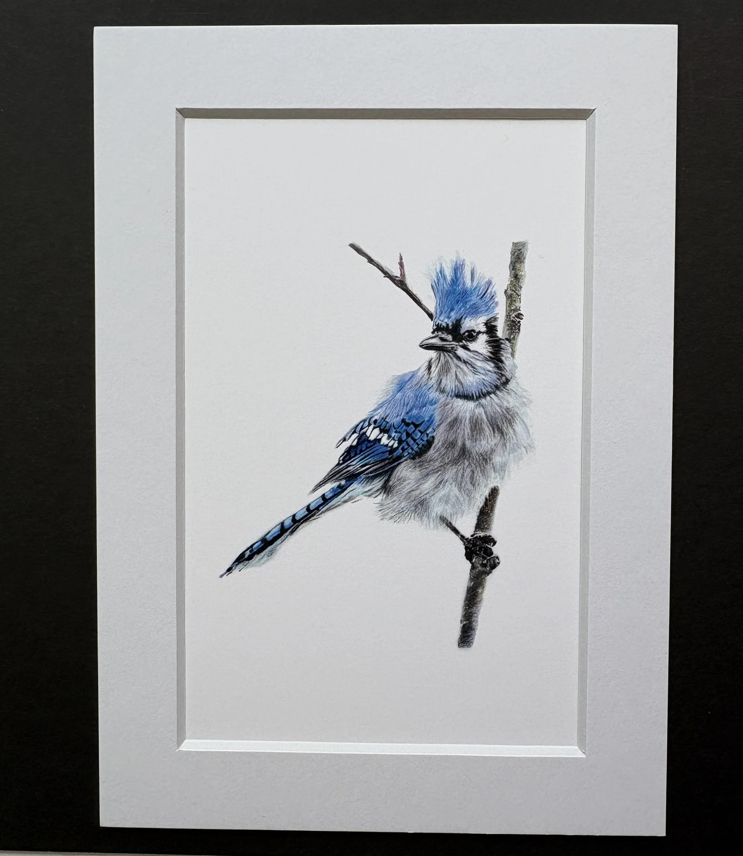 MN0015X7 Blustery Blue Jay
