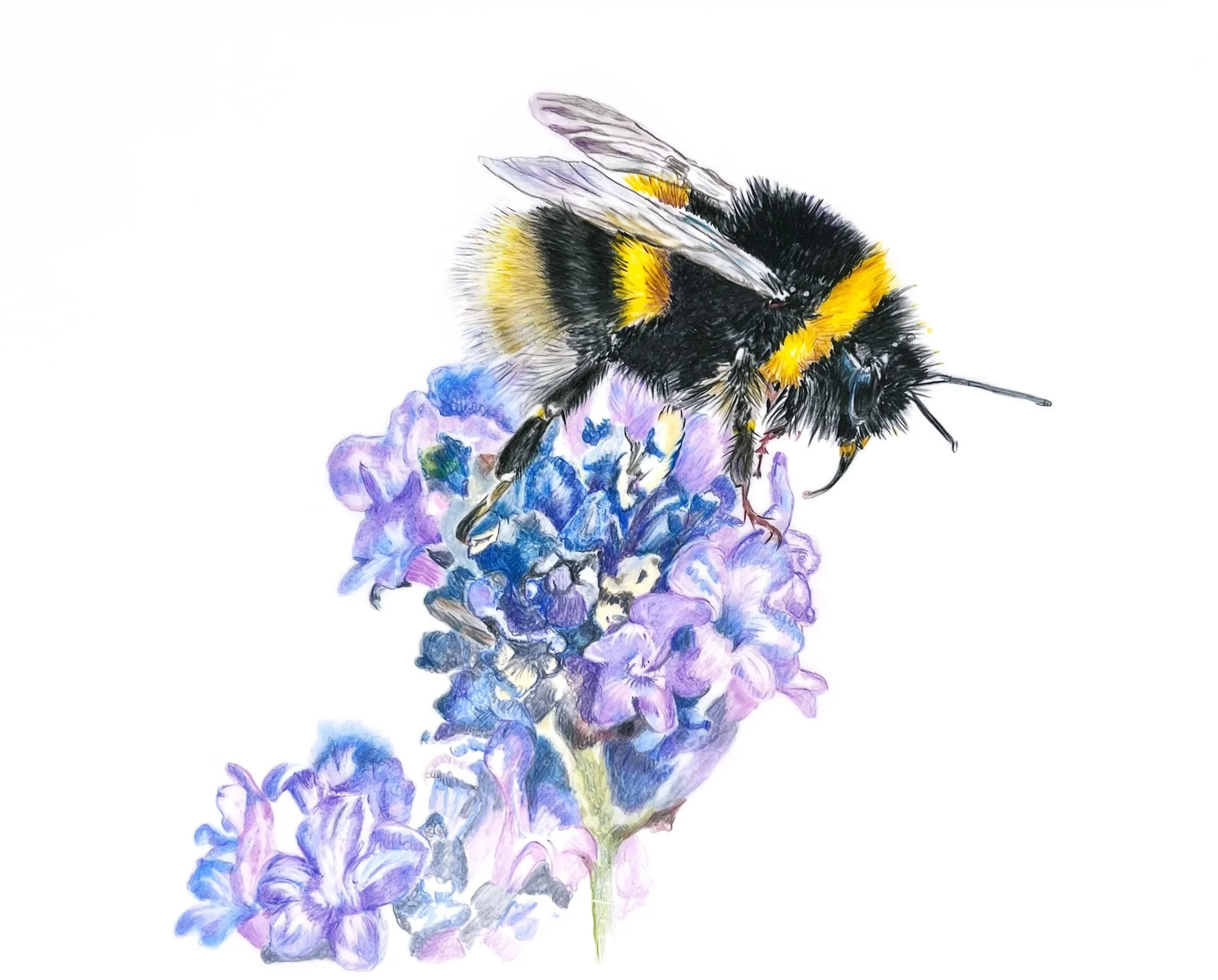 Card -Bee on Flower MN001