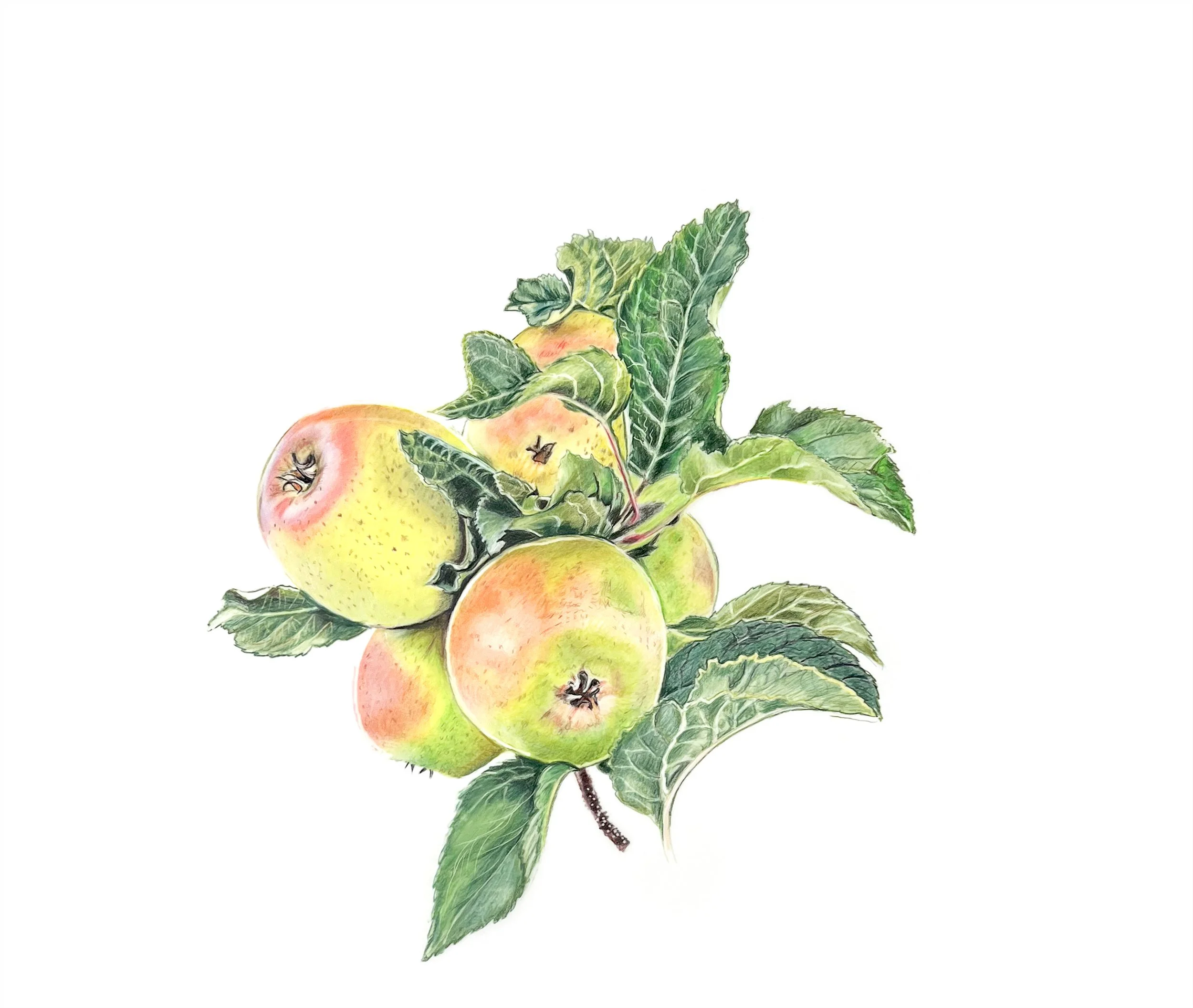 MN056 Apples