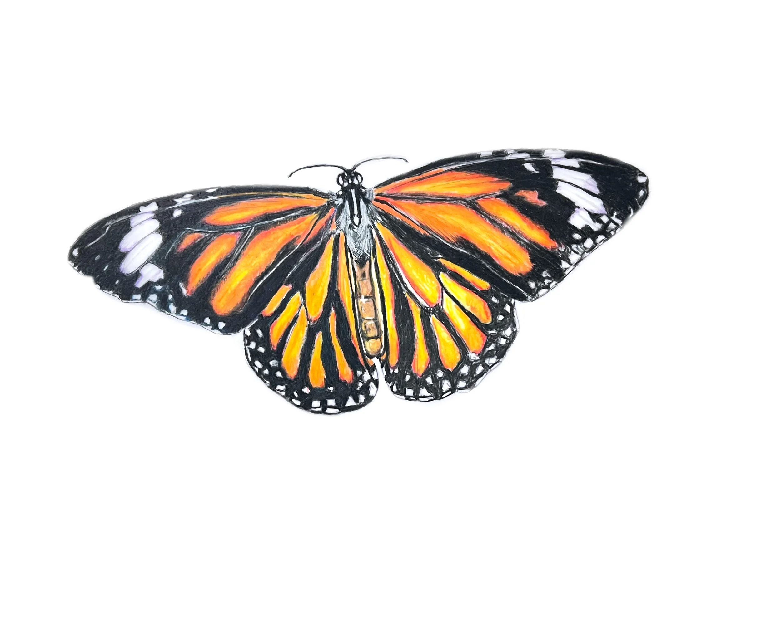 Card - Butterfly MN005