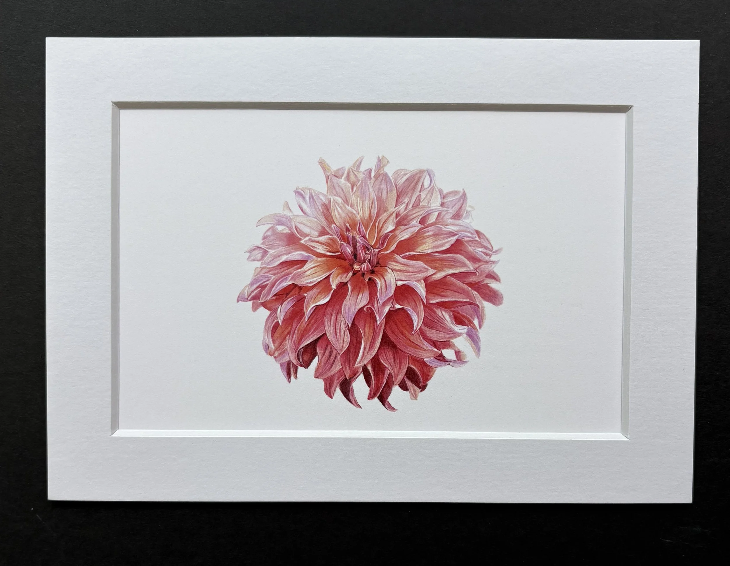 MN0115X7 Dahlia