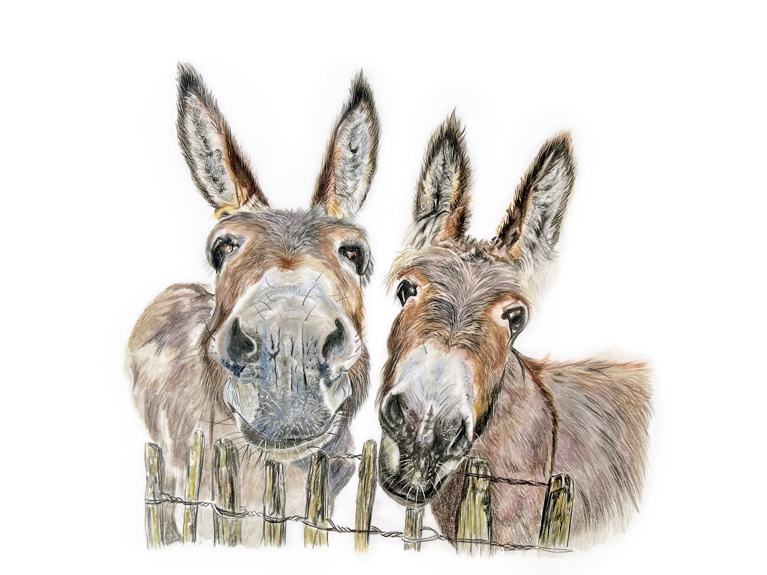 Donkey Pair MN012