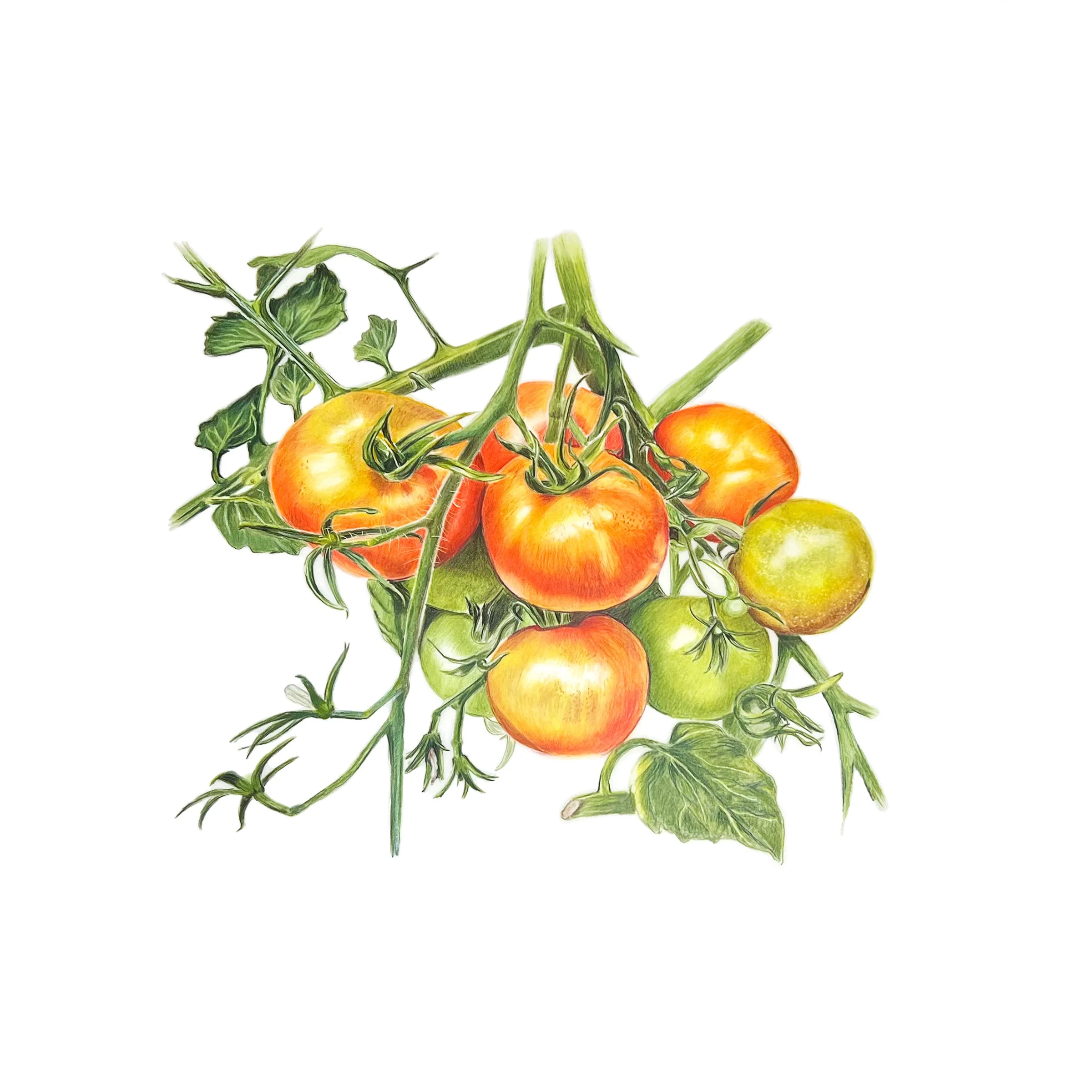 MN050 Tomatoes