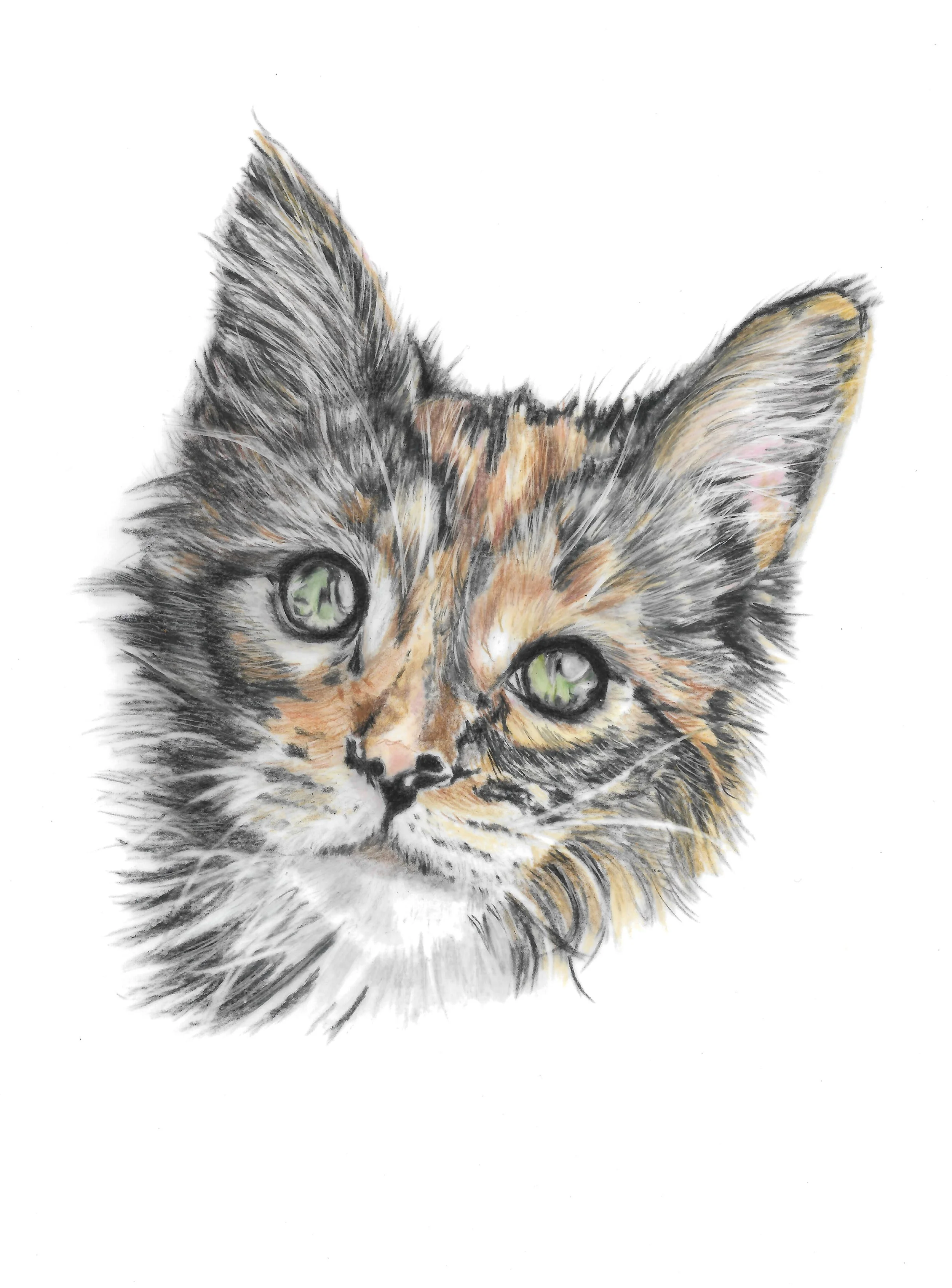 Kitten.jpg