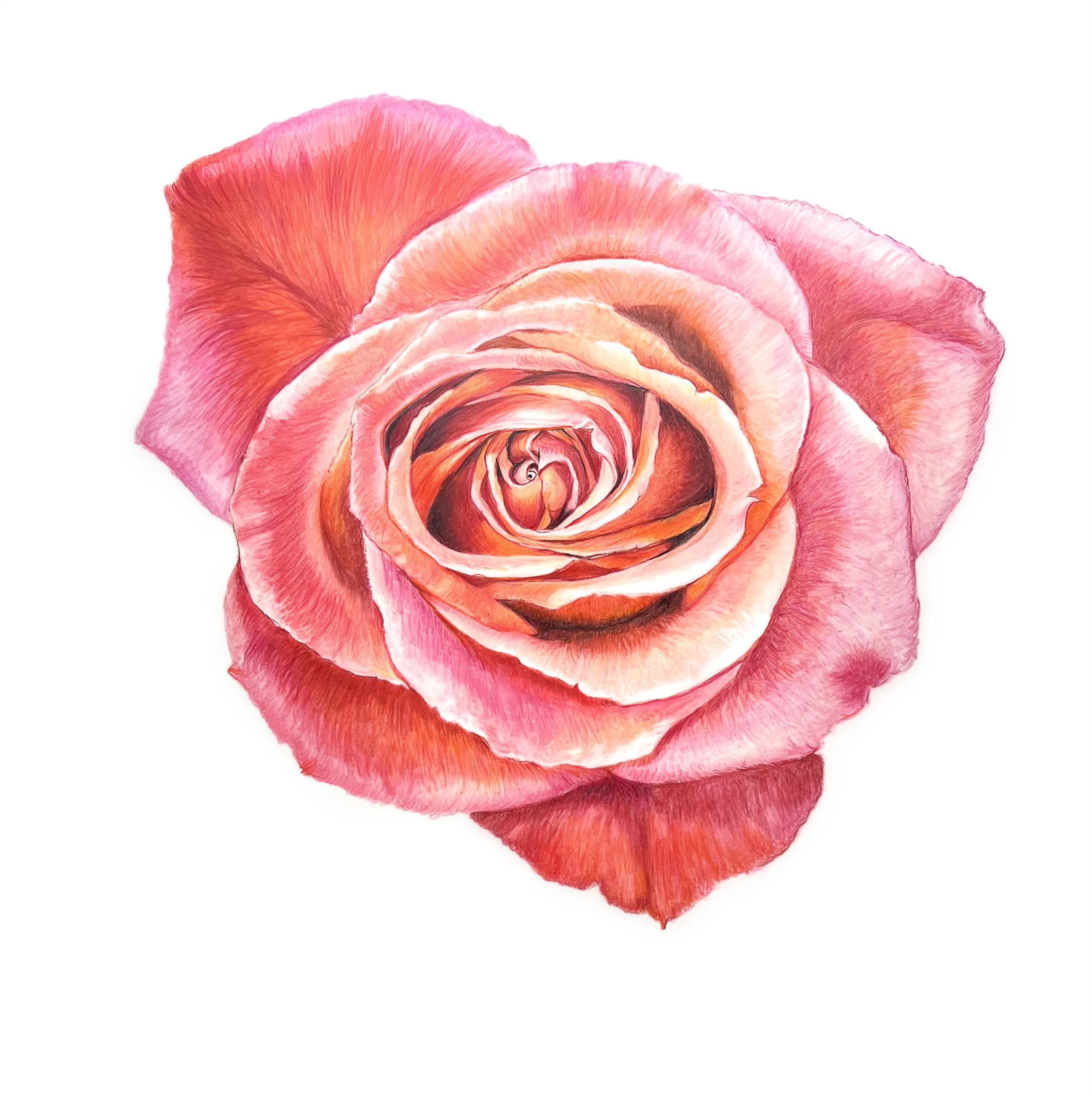 Rose MN043