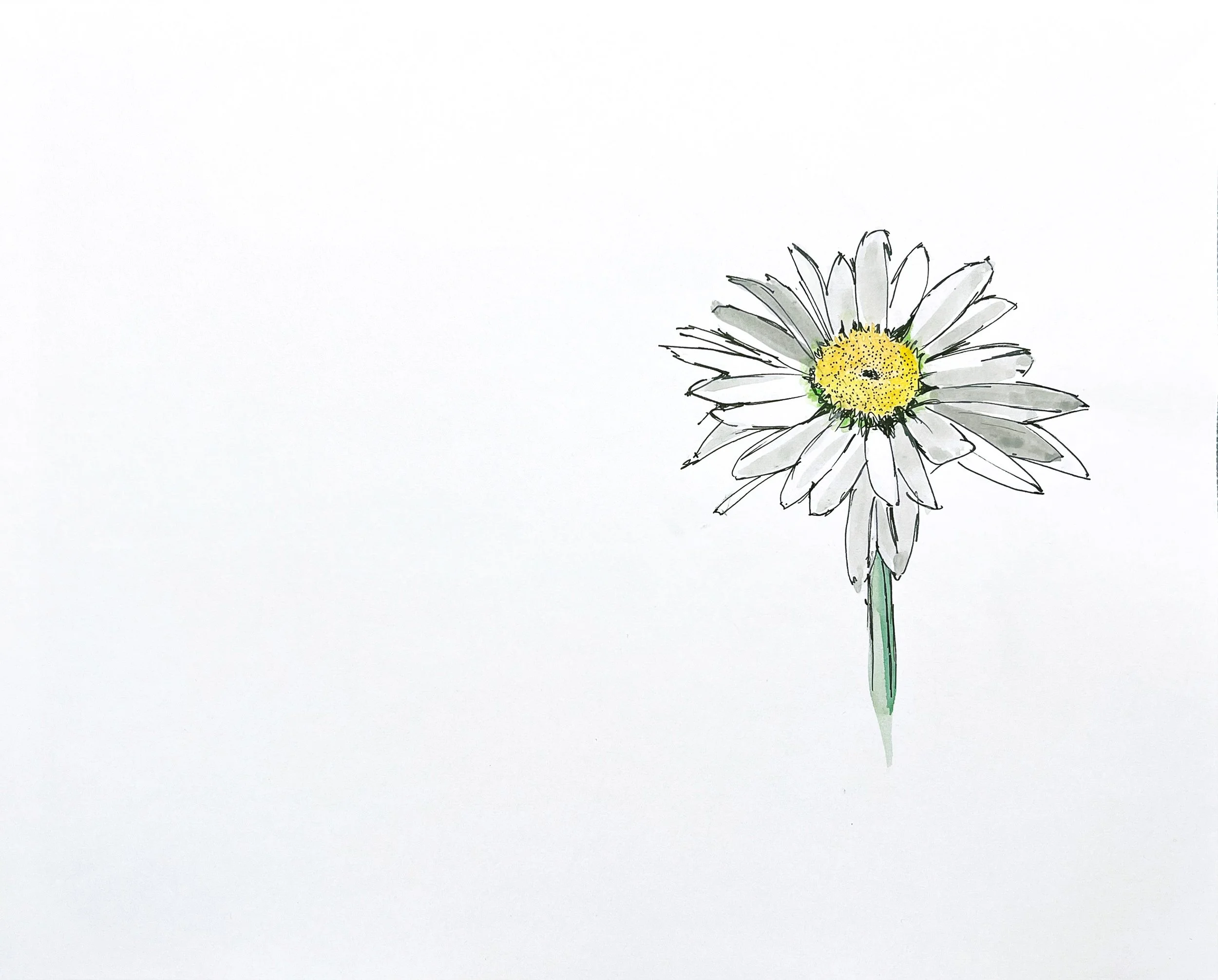 Card - White Daisy MN040