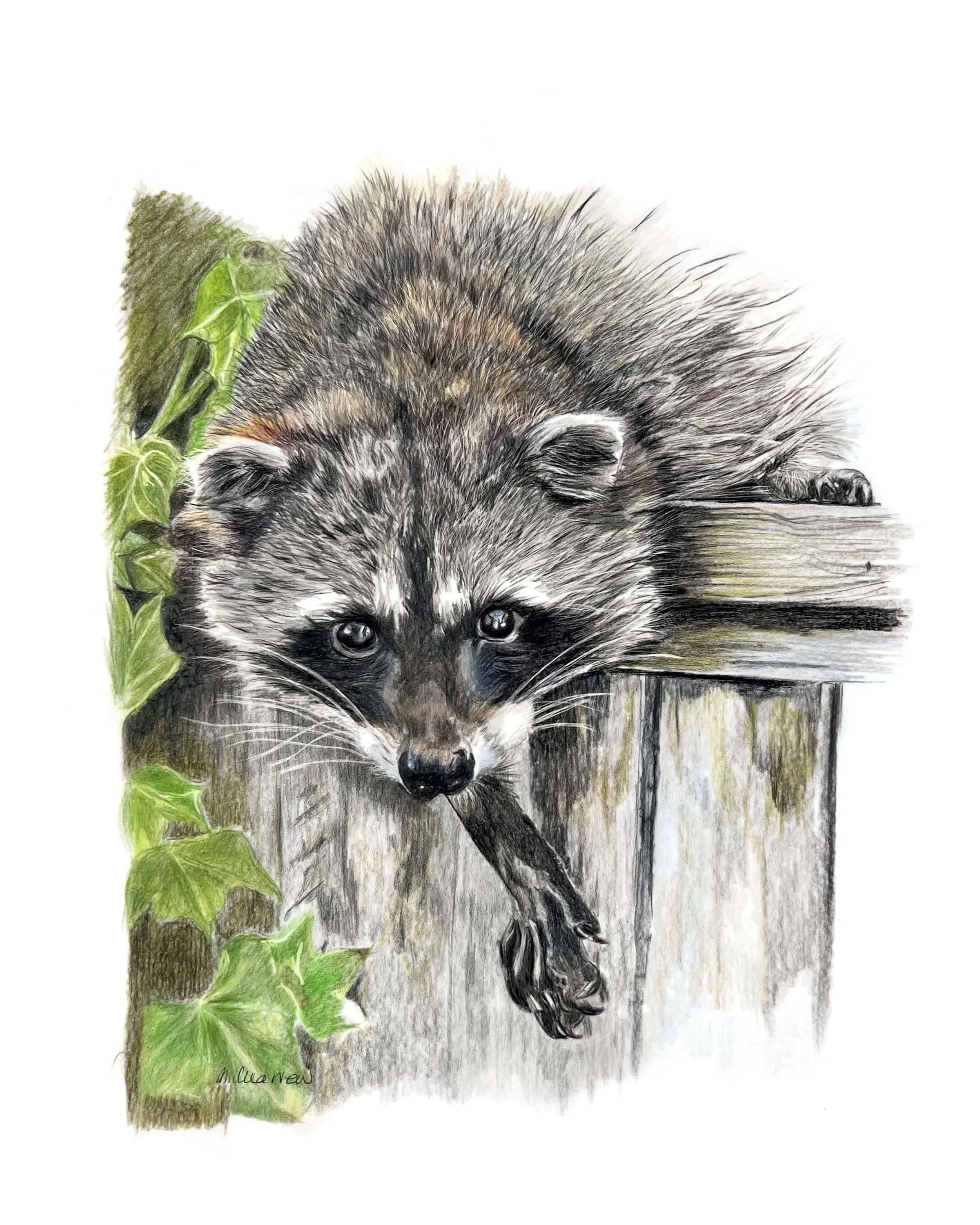 Raccoon on Fence MN032
