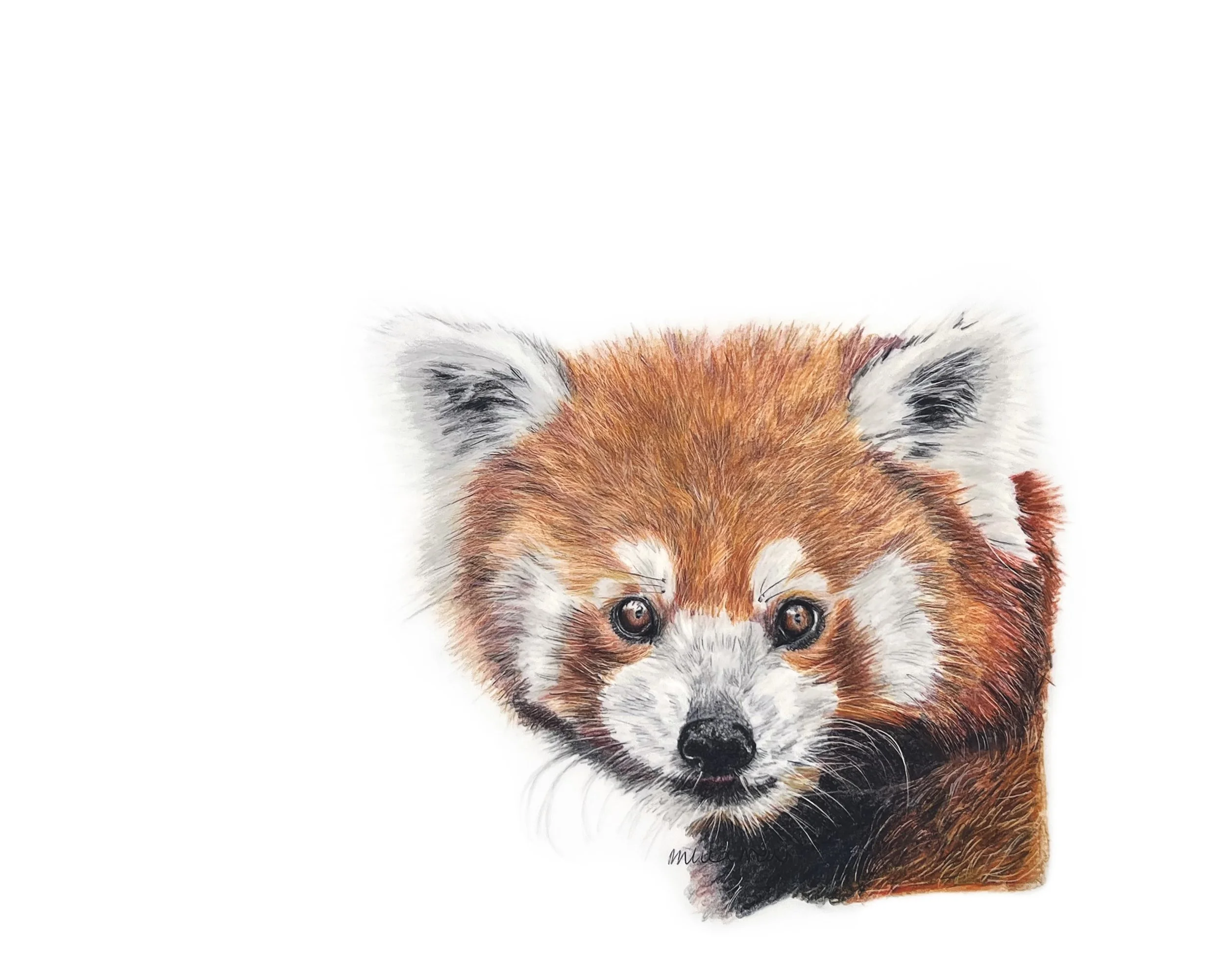 MN033 Red Panda
