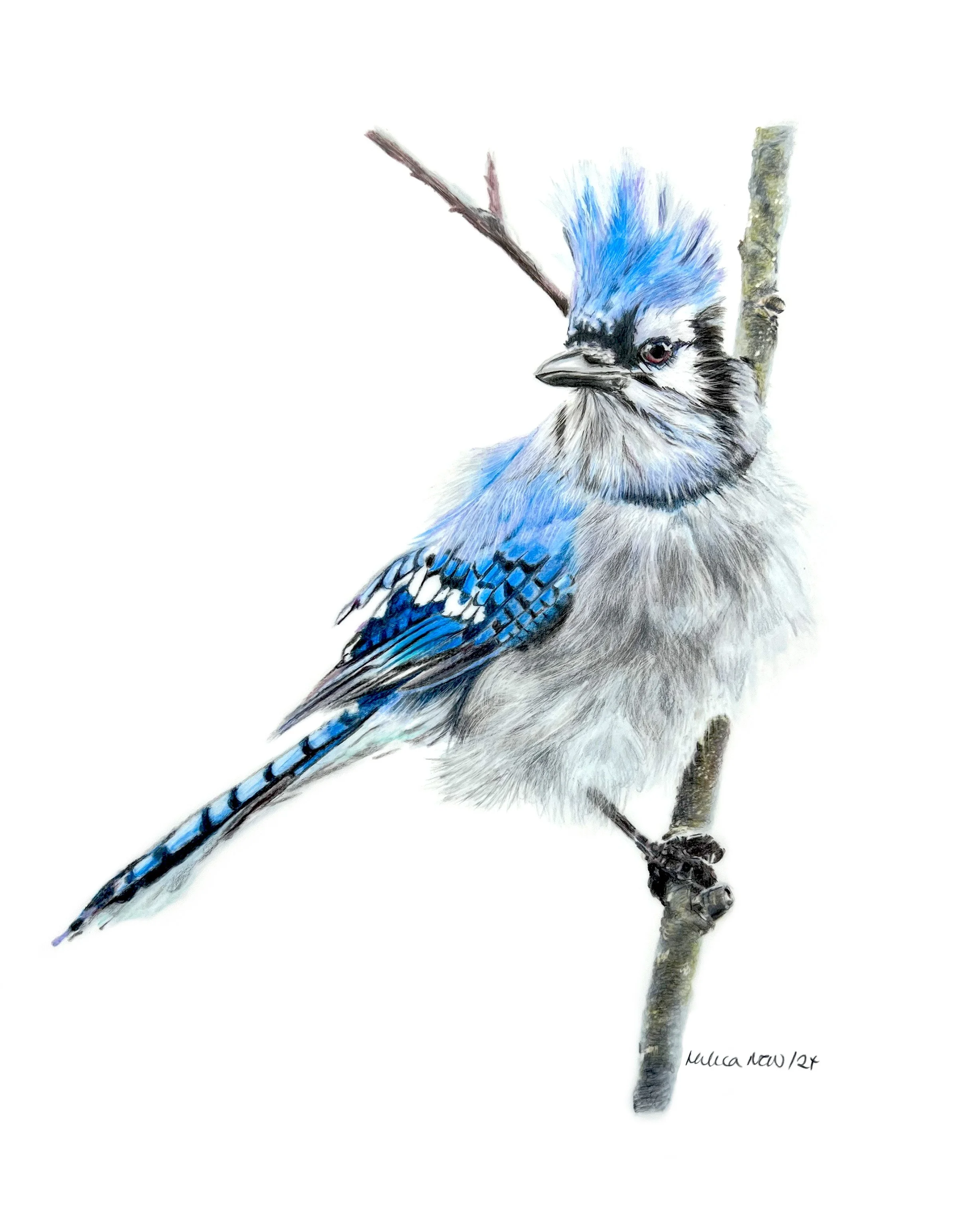 MN004 Blustery Blue Jay