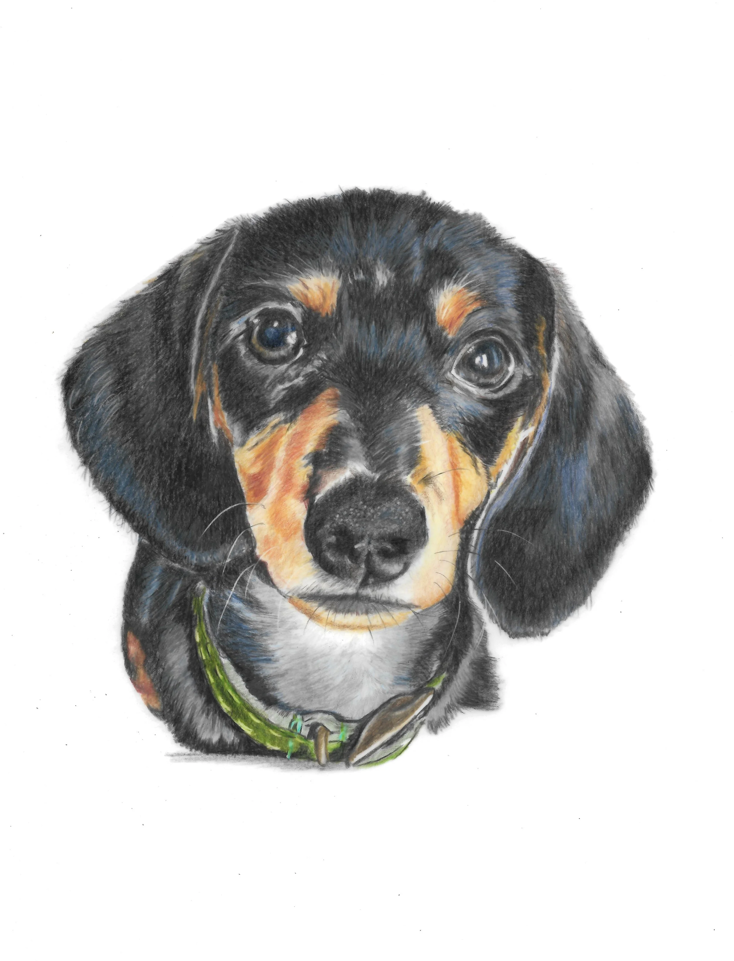 Dachshund puppy.jpg