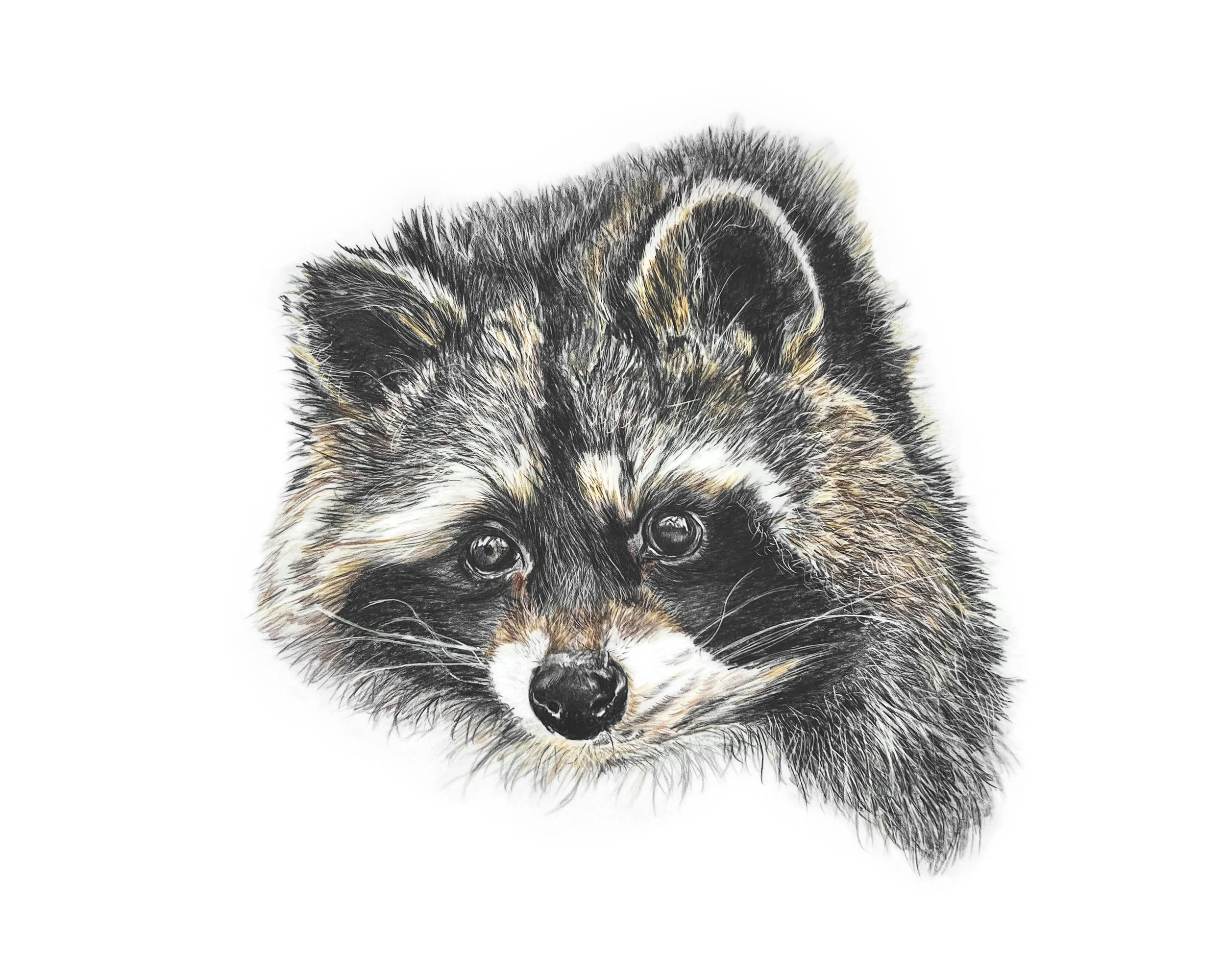 Raccoon MN031